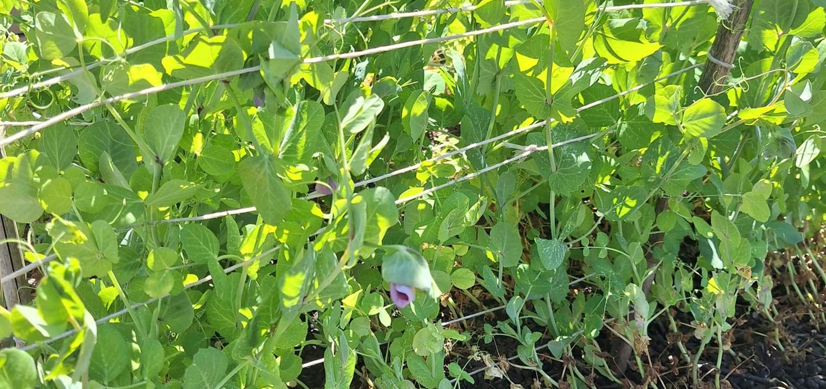 potager bio, Saint Rémy de Provence, Mas des Figues, circuit court, parc Régional des Alpilles