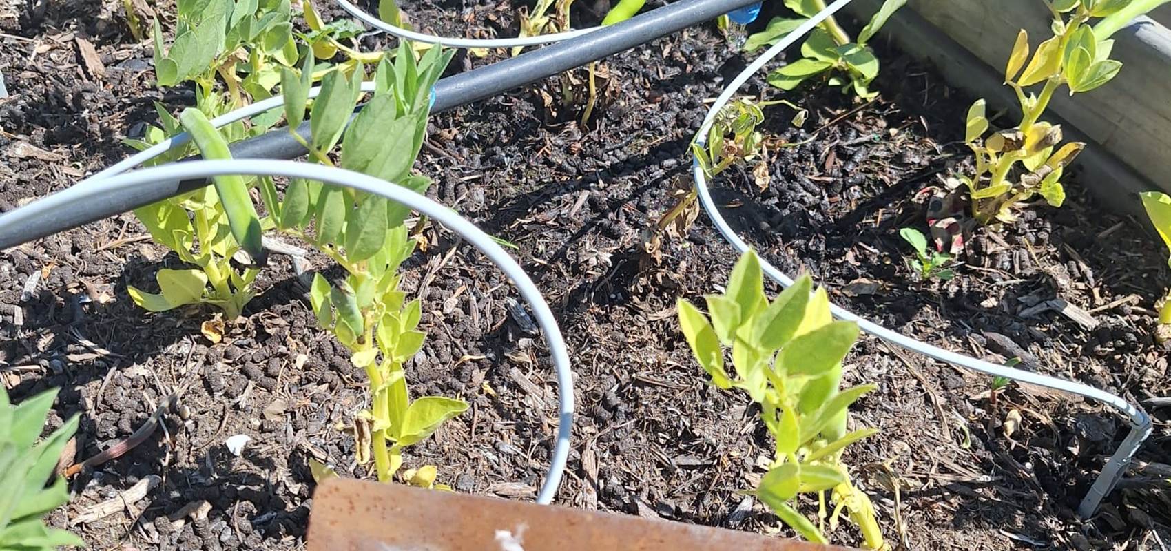 potager bio, Saint Rémy de Provence, Mas des Figues, circuit court, parc Régional des Alpilles