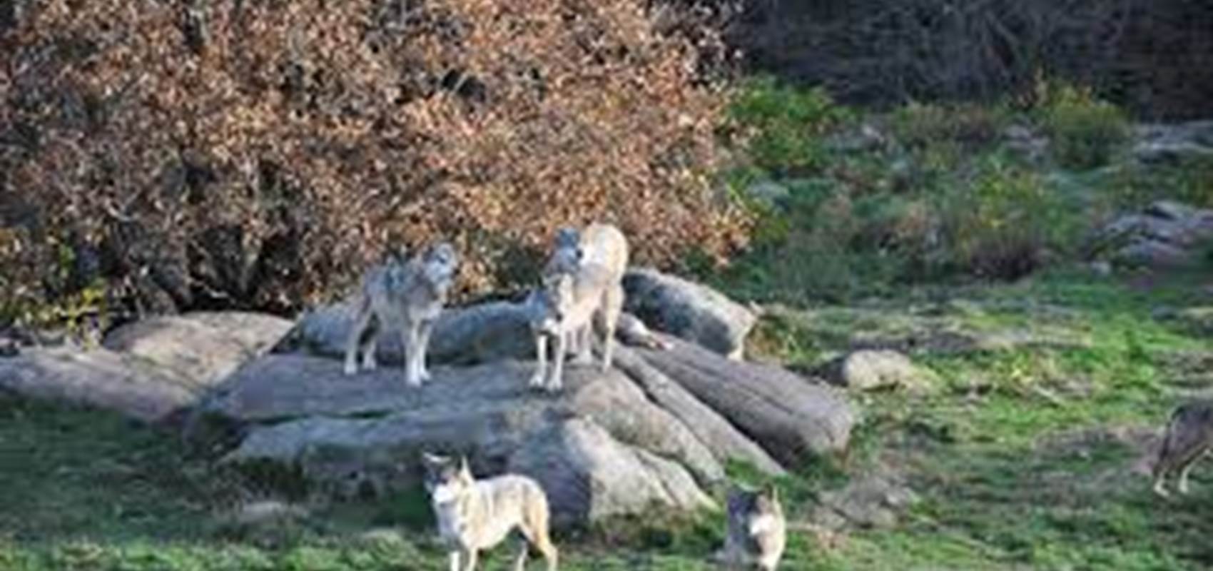 loups de Chabrières