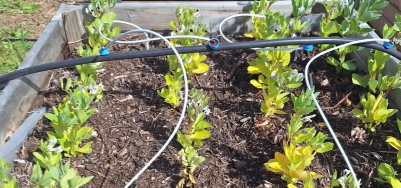 potager bio, Saint Rémy de Provence, Mas des Figues, circuit court, parc Régional des Alpilles