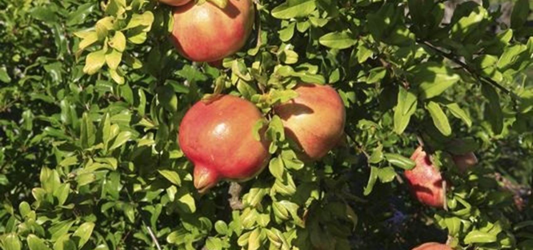 JARDIN MAS DES FIGUES