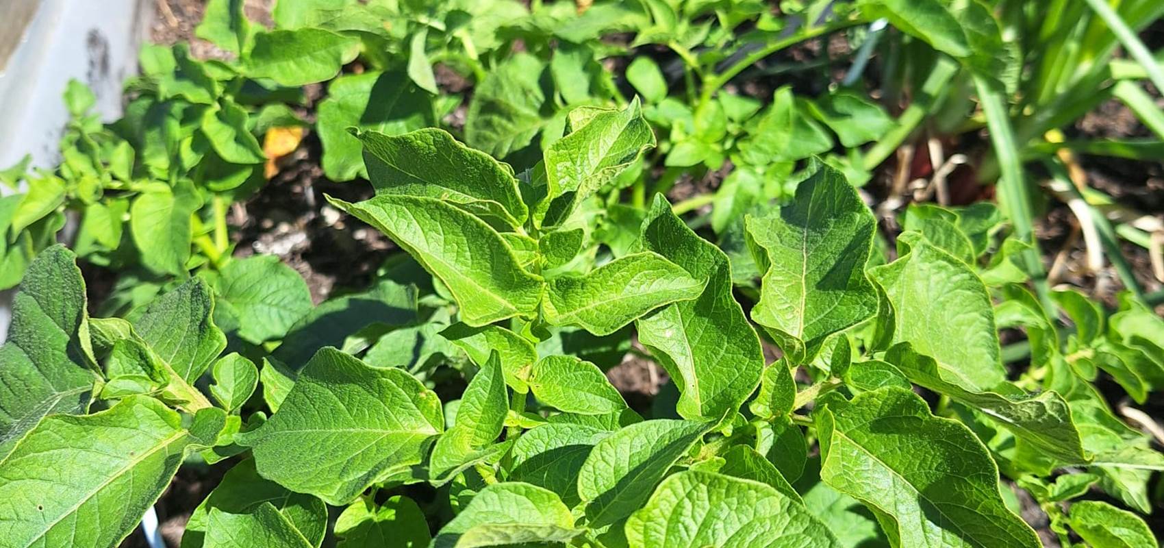potager bio, Saint Rémy de Provence, Mas des Figues, circuit court, parc Régional des Alpilles