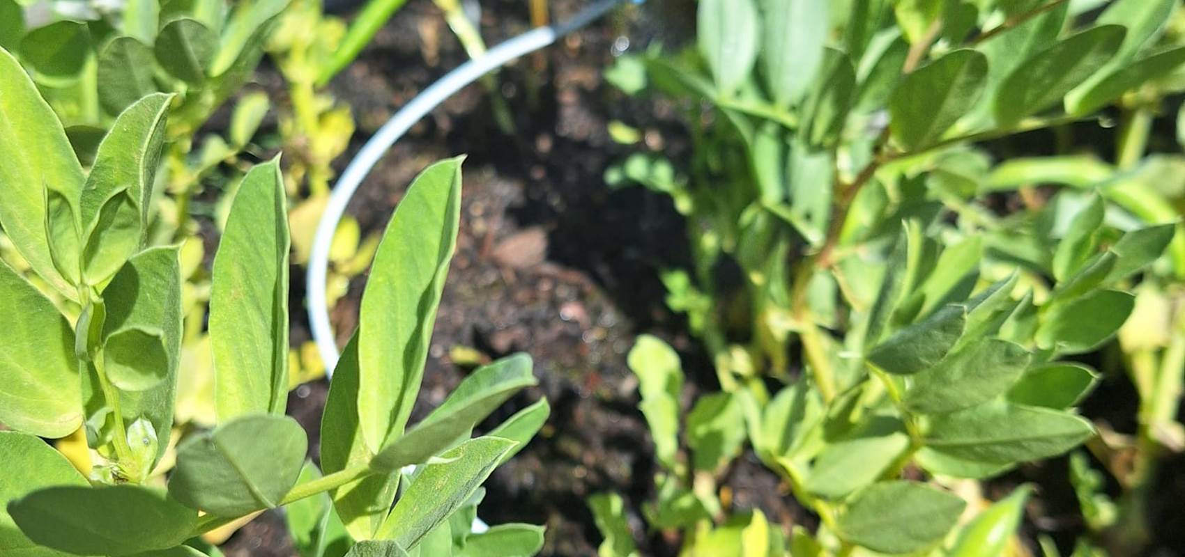 potager bio, Saint Rémy de Provence, Mas des Figues, circuit court, parc Régional des Alpilles