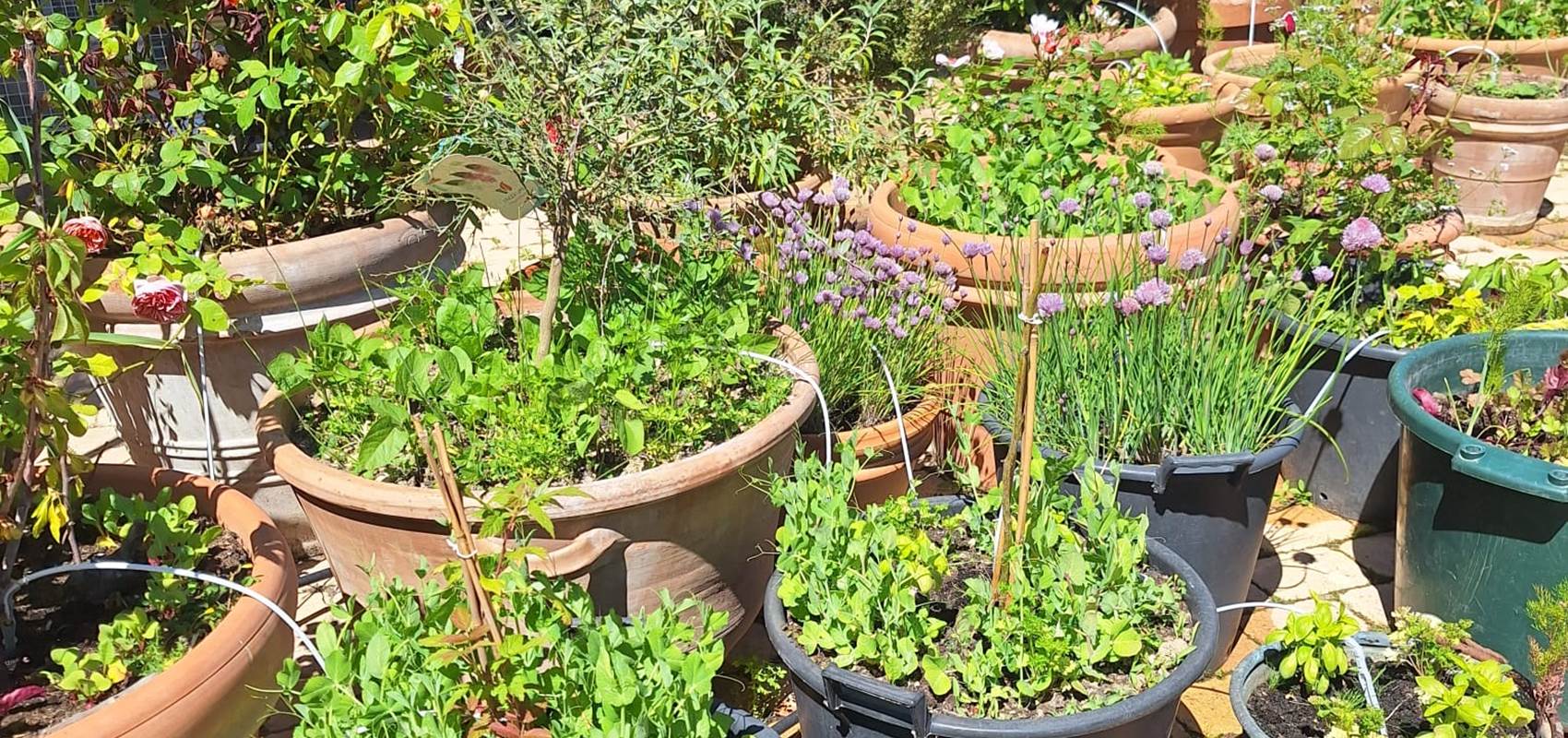 potager bio, Saint Rémy de Provence, Mas des Figues, circuit court, parc Régional des Alpilles