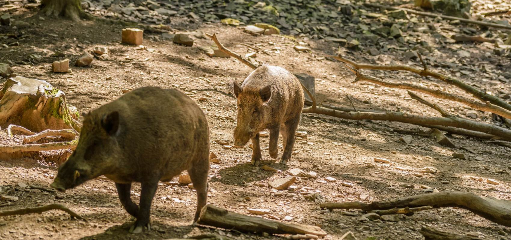 WBT - Jean-Paul Remy - Parc à Gibier de Saint-Hubert