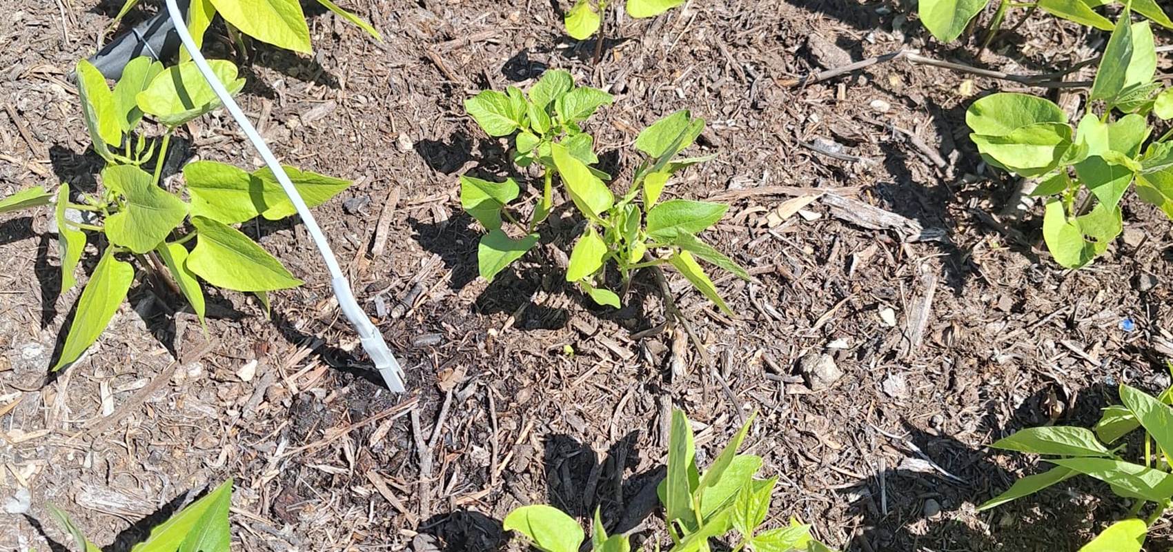 potager bio, Saint Rémy de Provence, Mas des Figues, circuit court, parc Régional des Alpilles