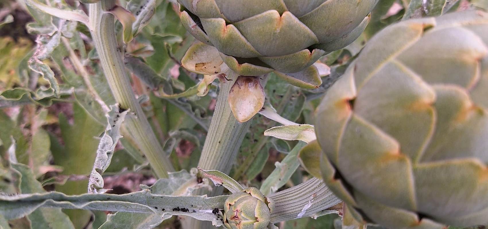 potager bio, Saint Rémy de Provence, Mas des Figues, circuit court, parc Régional des Alpilles
