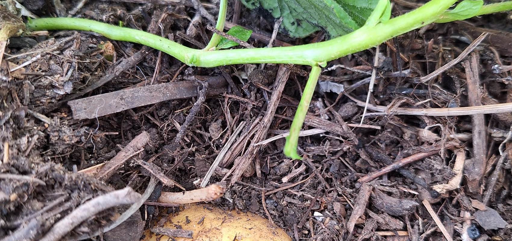 potager bio, Saint Rémy de Provence, Mas des Figues, circuit court, parc Régional des Alpilles, pommes de terre