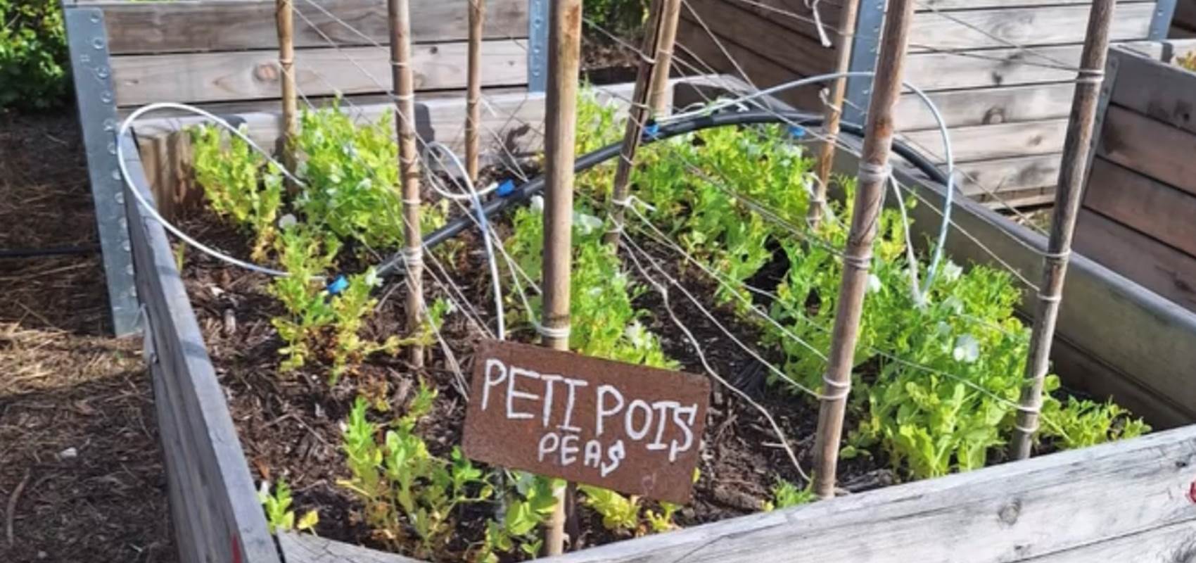 potager bio, Saint Rémy de Provence, Mas des Figues, circuit court, parc Régional des Alpilles