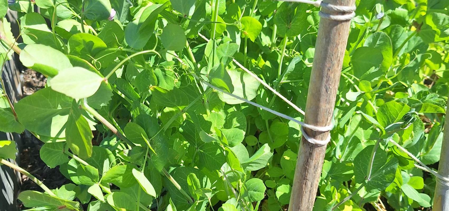 potager bio, Saint Rémy de Provence, Mas des Figues, circuit court, parc Régional des Alpilles, petits pois