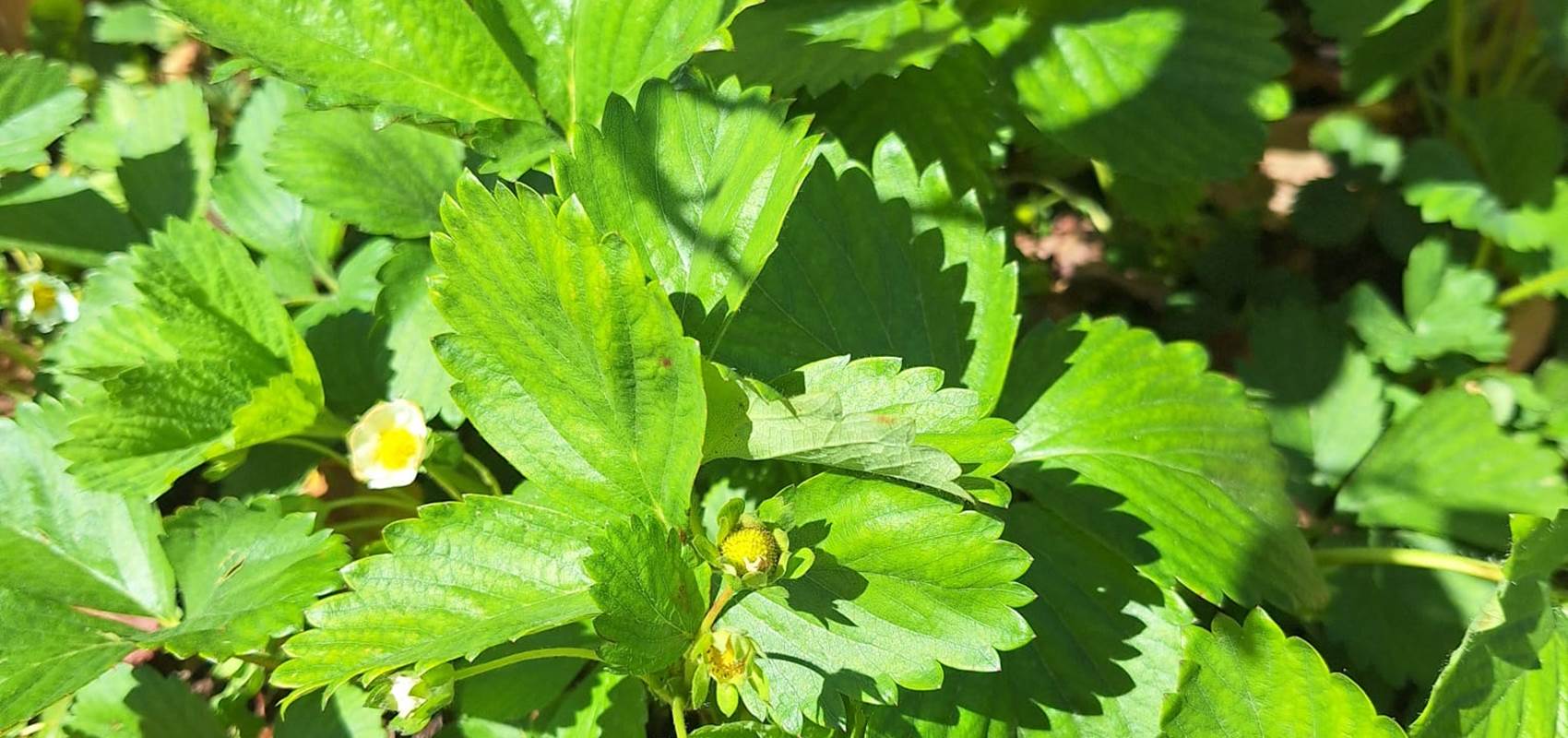 potager bio, Saint Rémy de Provence, Mas des Figues, circuit court, parc Régional des Alpilles