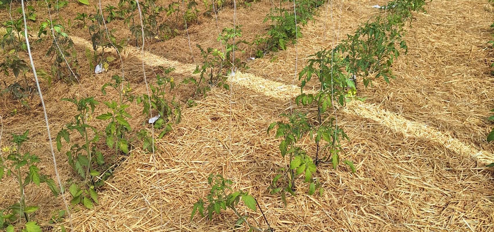 potager bio, Saint Rémy de Provence, Mas des Figues, circuit court, parc Régional des Alpilles