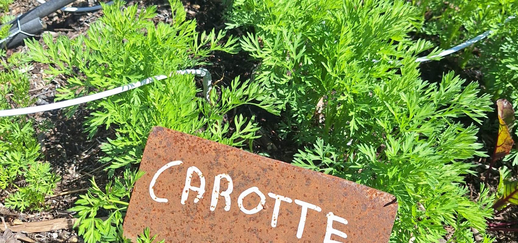 potager bio, Saint Rémy de Provence, Mas des Figues, circuit court, parc Régional des Alpilles