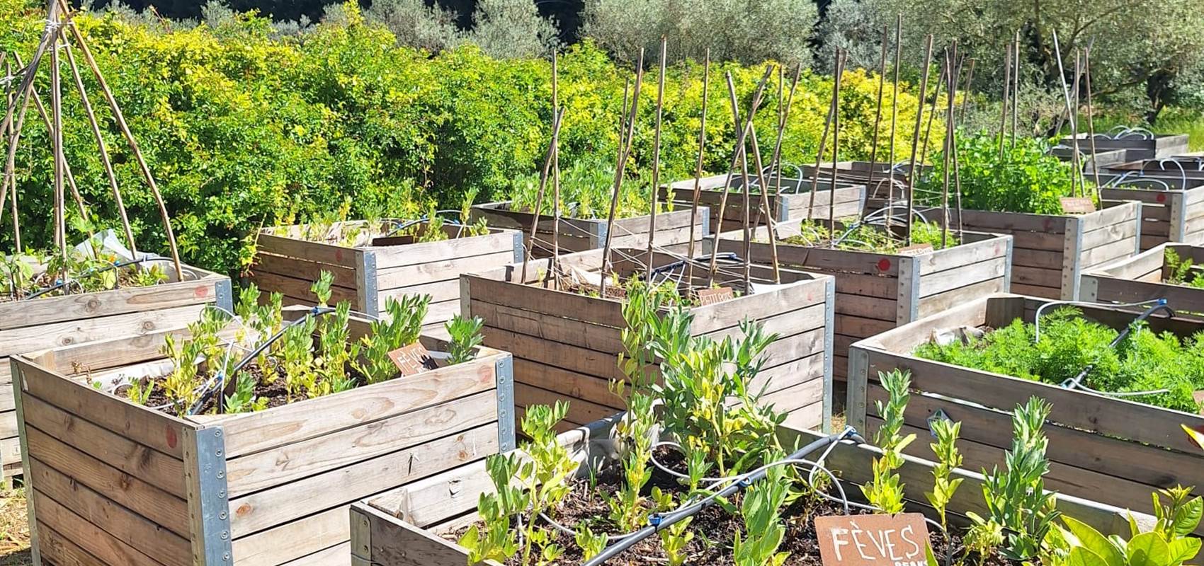 potager bio, Saint Rémy de Provence, Mas des Figues, circuit court, parc Régional des Alpilles