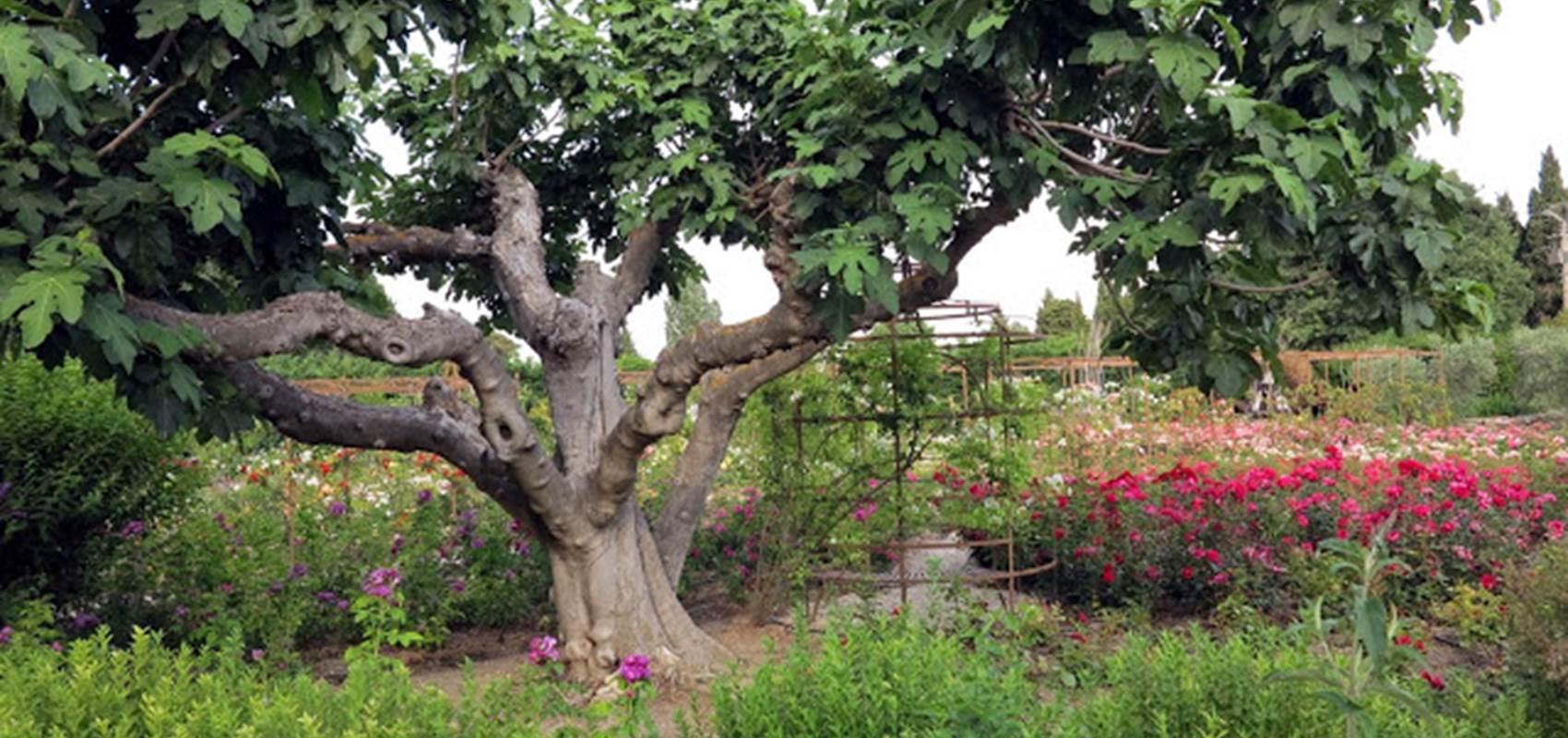 FR1406-3-067L00000 Mas des Figues