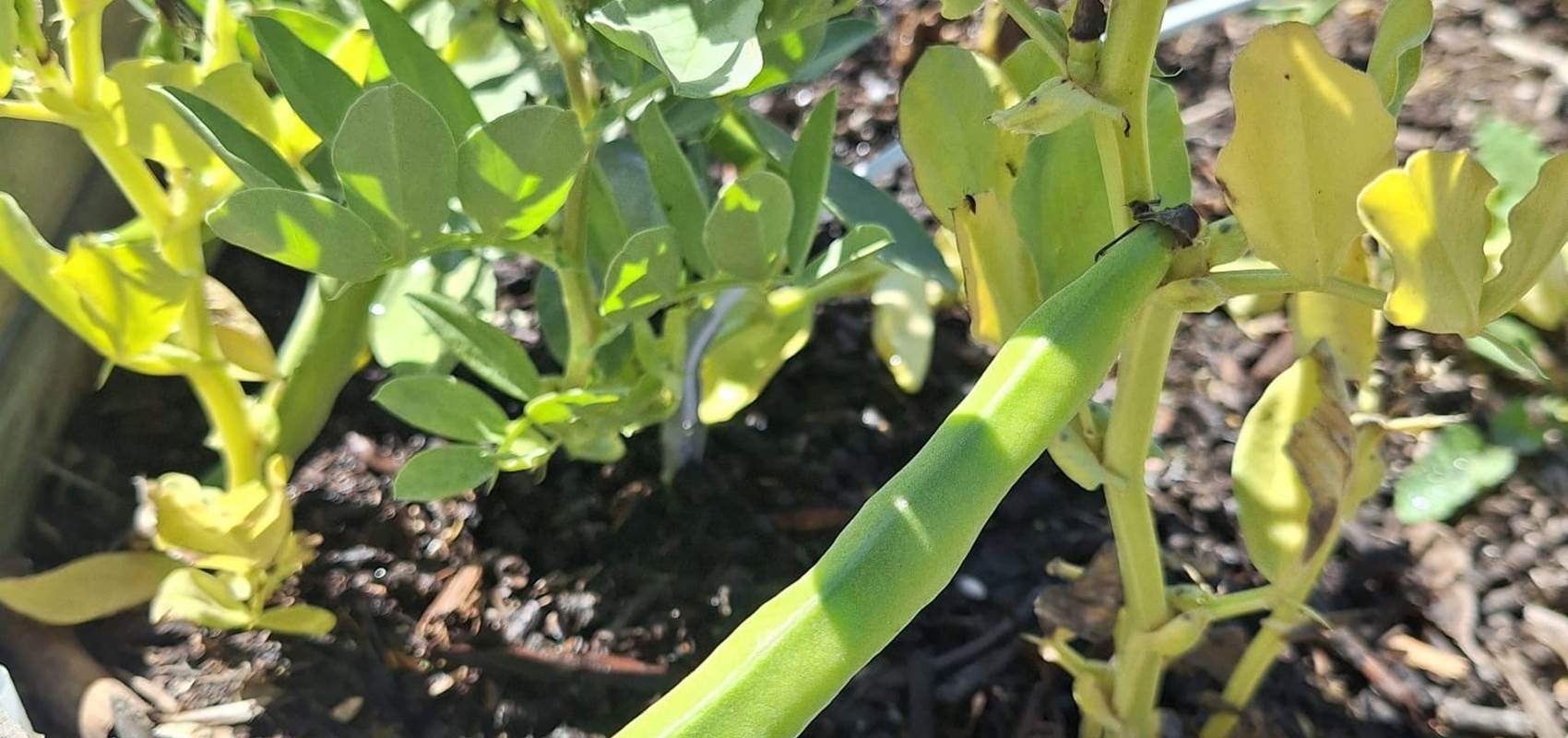 potager bio, Saint Rémy de Provence, Mas des Figues, circuit court, parc Régional des Alpilles