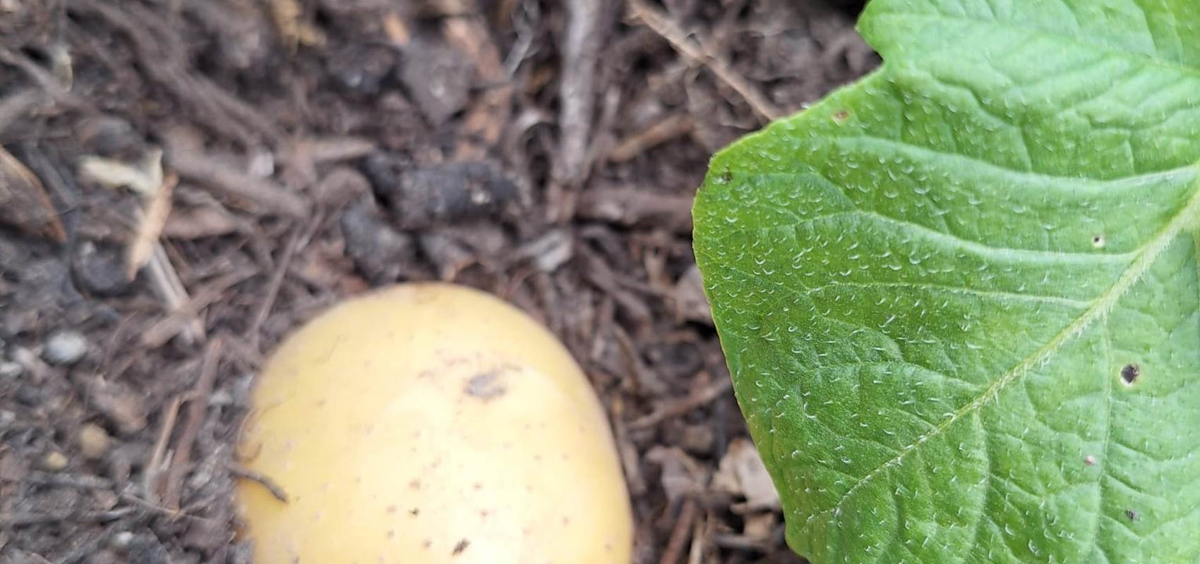 potager bio, Saint Rémy de Provence, Mas des Figues, circuit court, parc Régional des Alpilles, pommes de terre