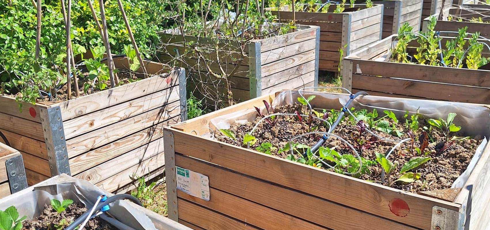 potager bio, Saint Rémy de Provence, Mas des Figues, circuit court, parc Régional des Alpilles