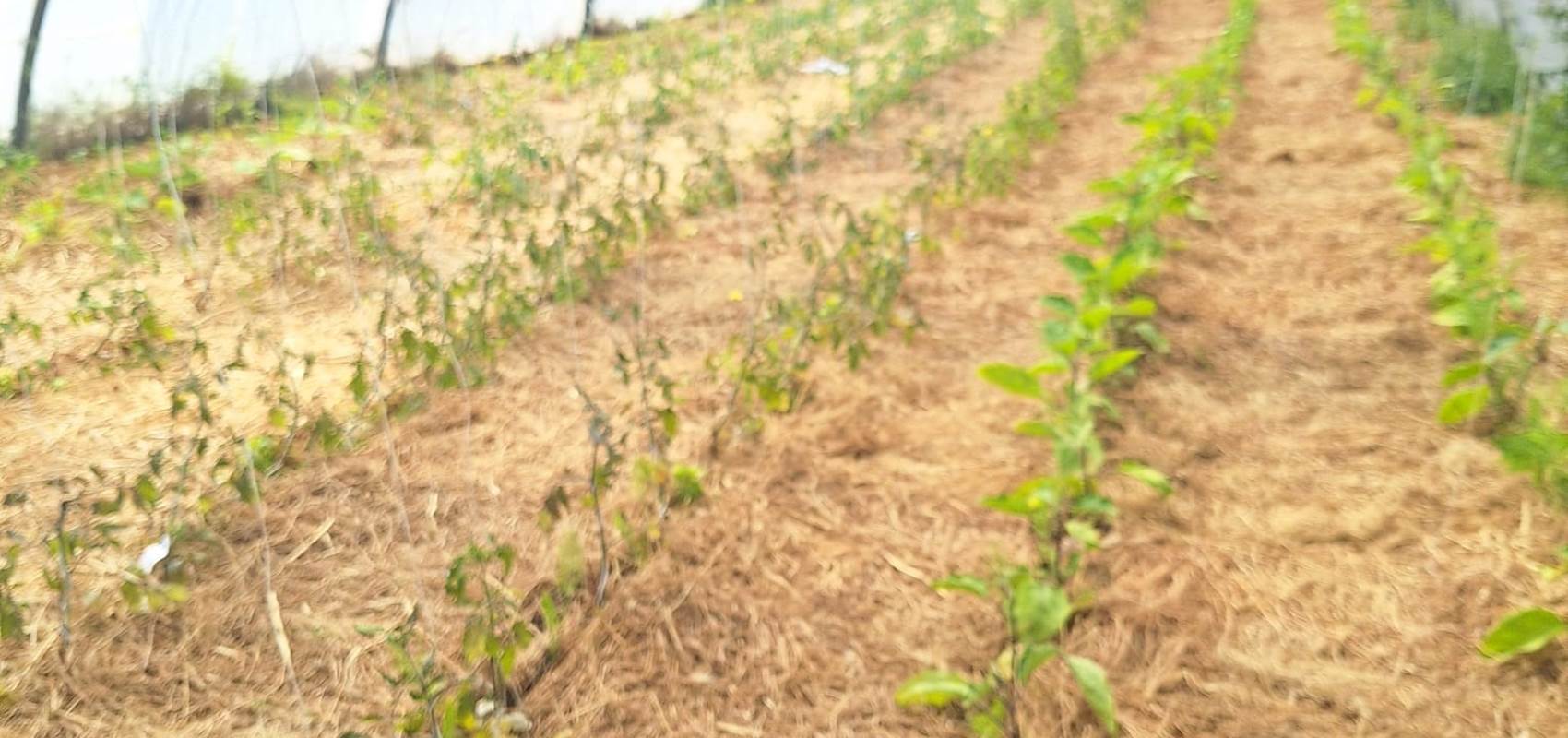 potager bio, Saint Rémy de Provence, Mas des Figues, circuit court, parc Régional des Alpilles, tomates