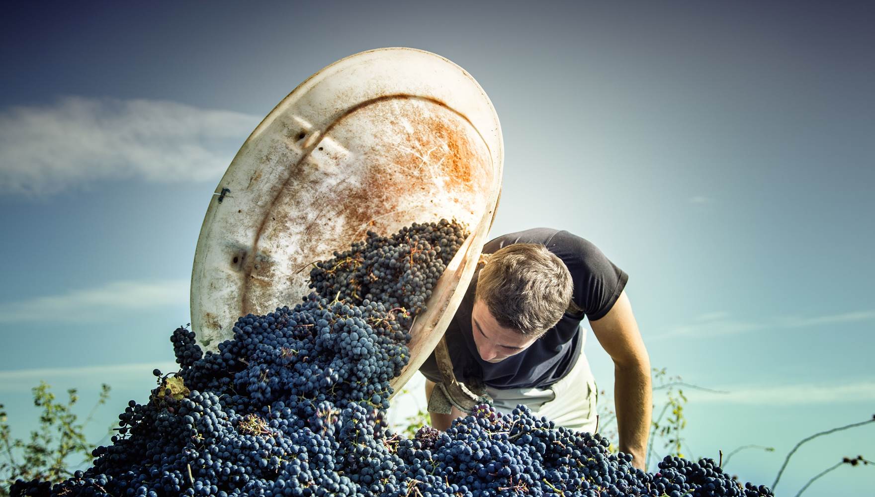 Vendanges Pierre & Bertrand COULY
