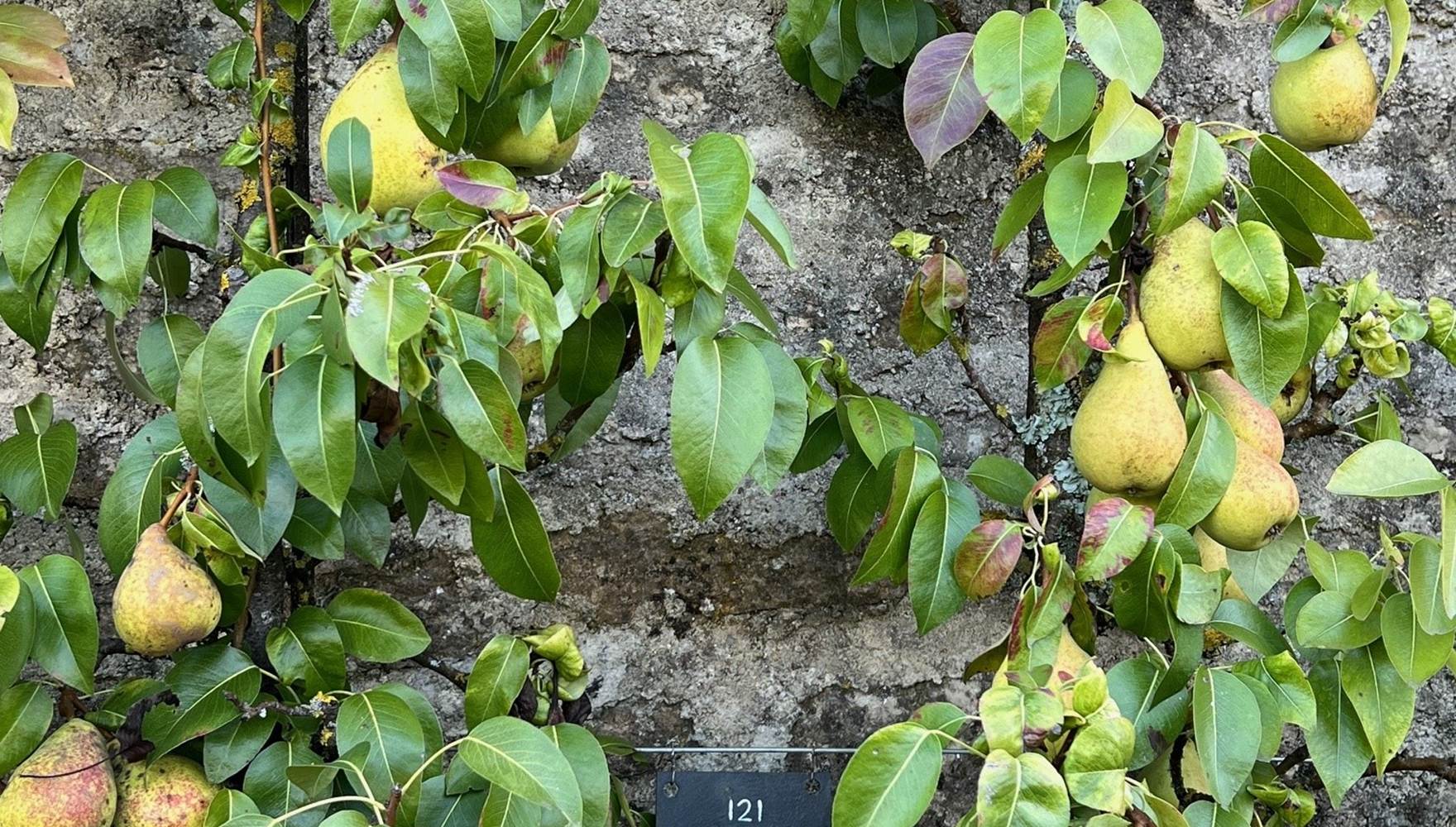 ESPALIER POIRE BEURRE DUMONT