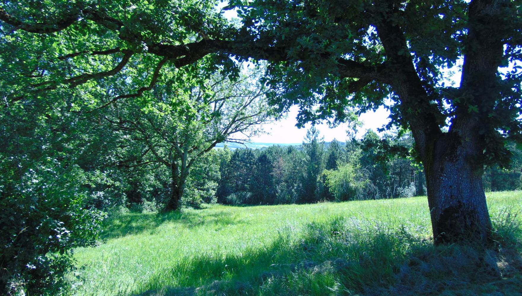 A l'ombre des arbres