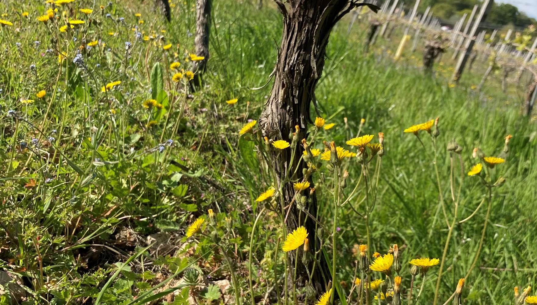 Vignes et Biodiversité