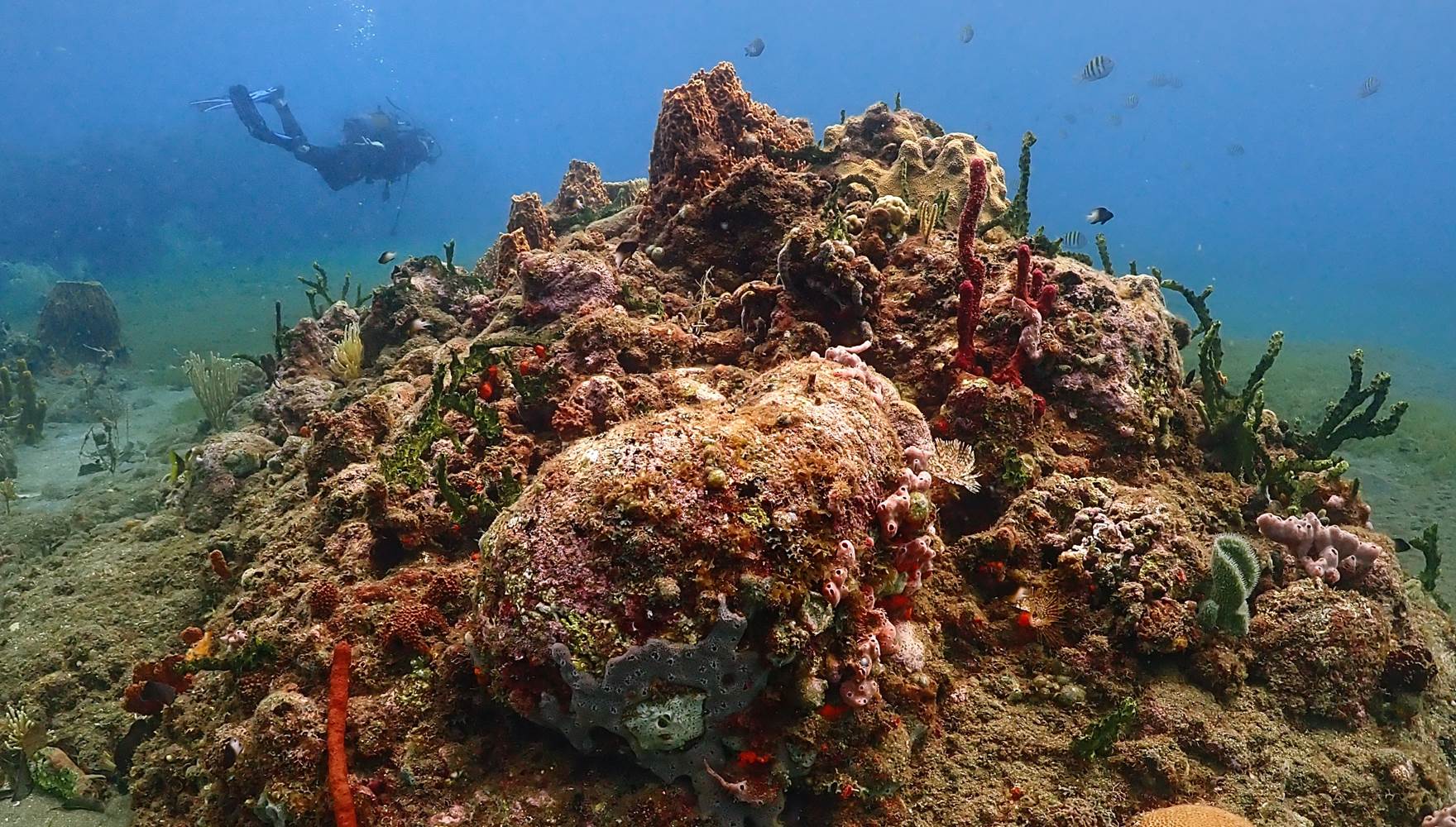 Récif avec plongeur au fond - réserve Cousteau Malendure Guadeloupe