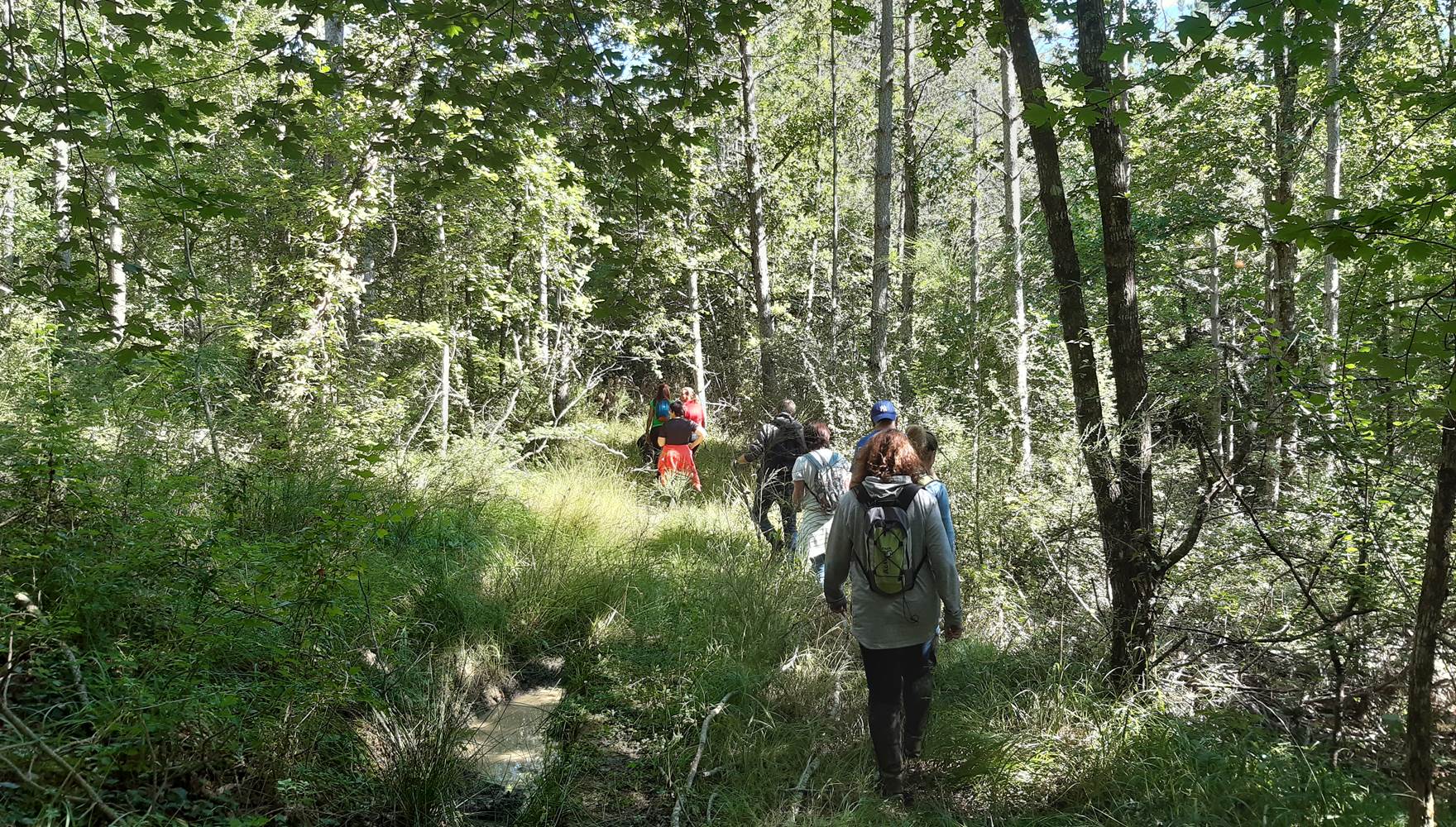 balade forestière pédagogique