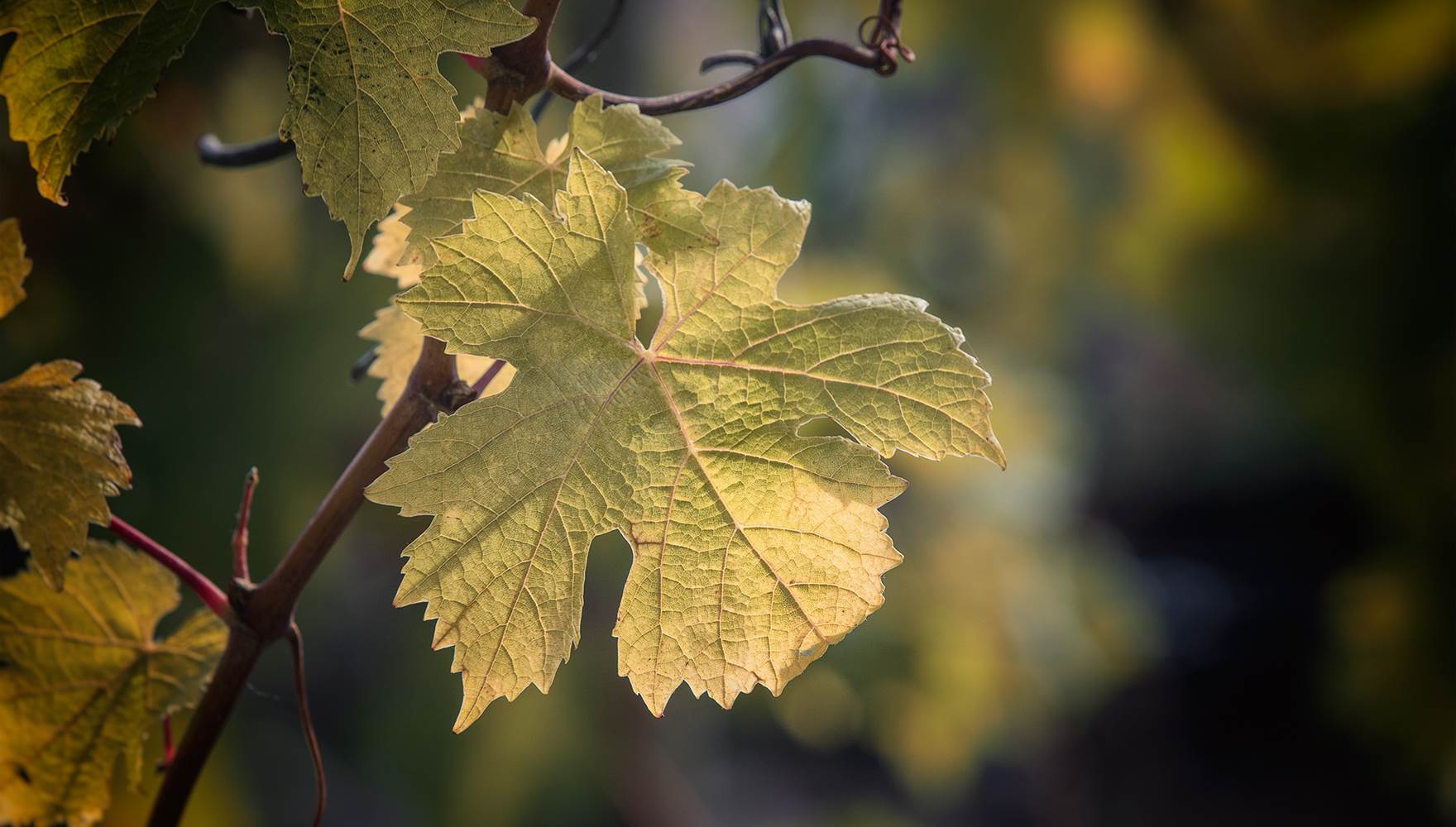 Adopte ton cep, pack intégral