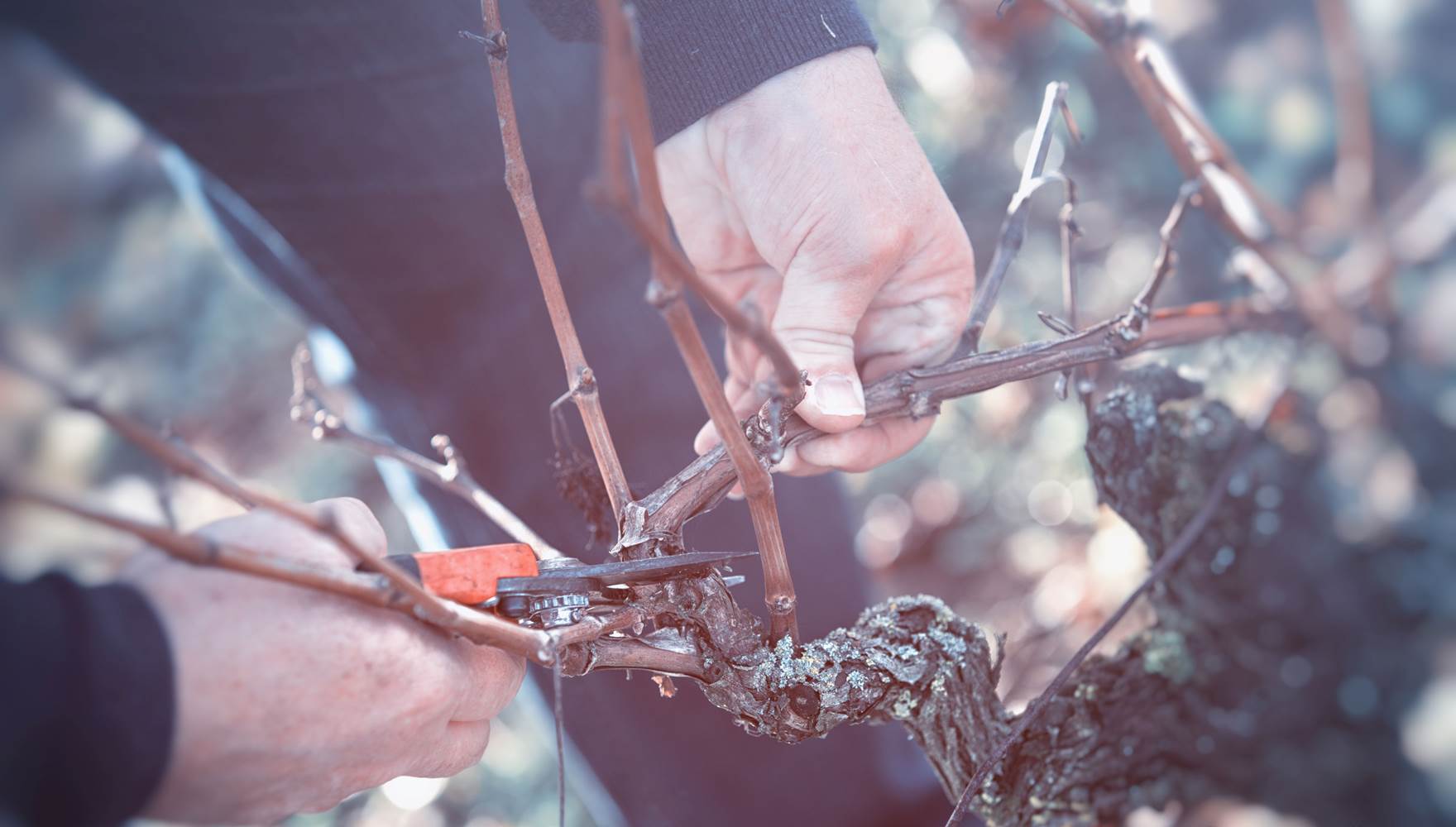 La taille de la vigne