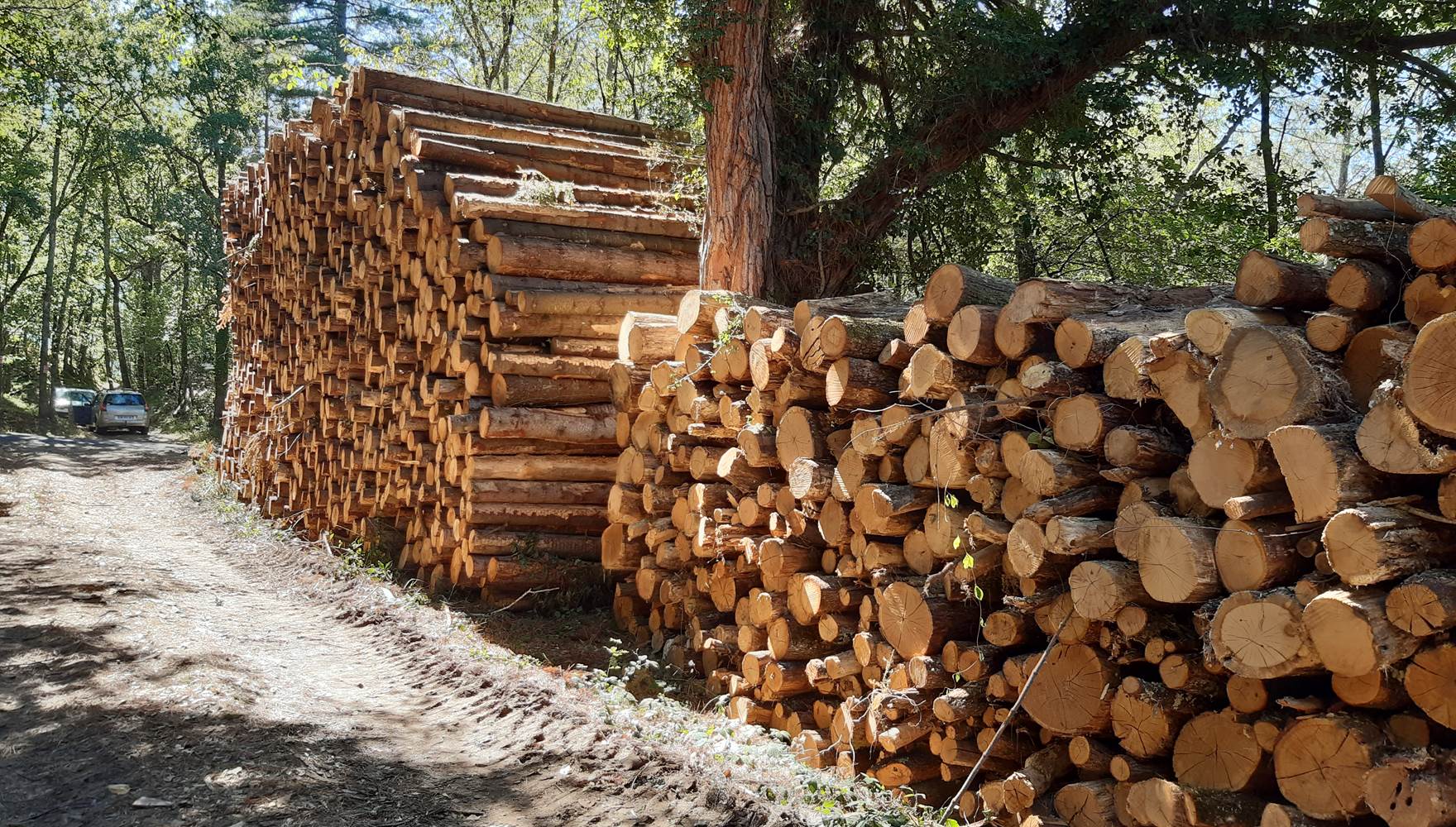 Du bois de chauffage