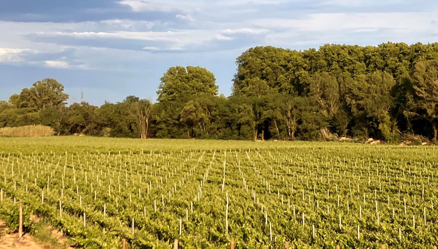 séjour avec vue sur les vignes