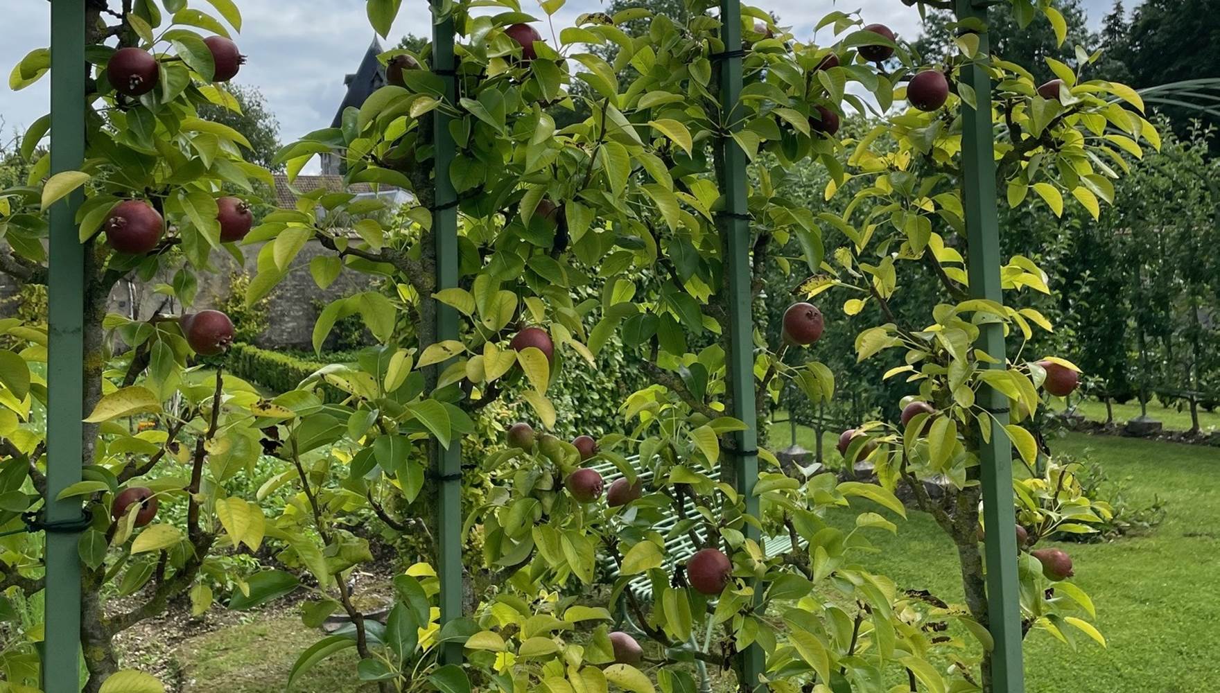 ART DE L'ESPALIER