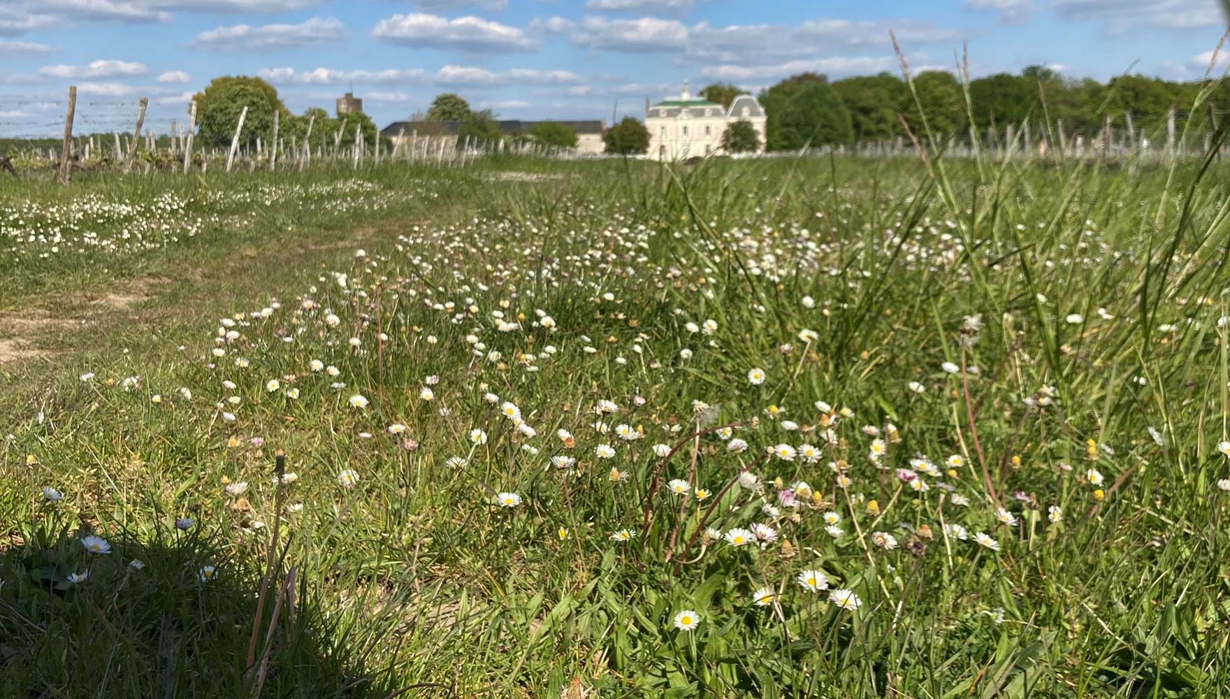Le château au milieu des vignes