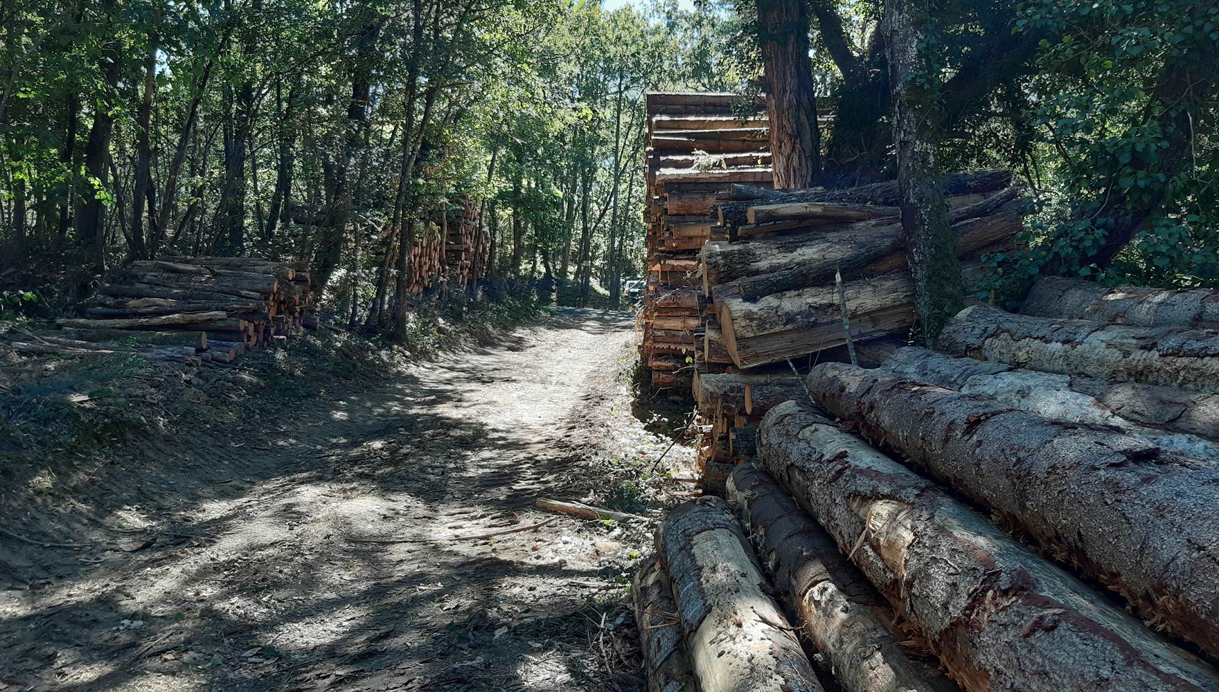 Du bois pour nos charpante
