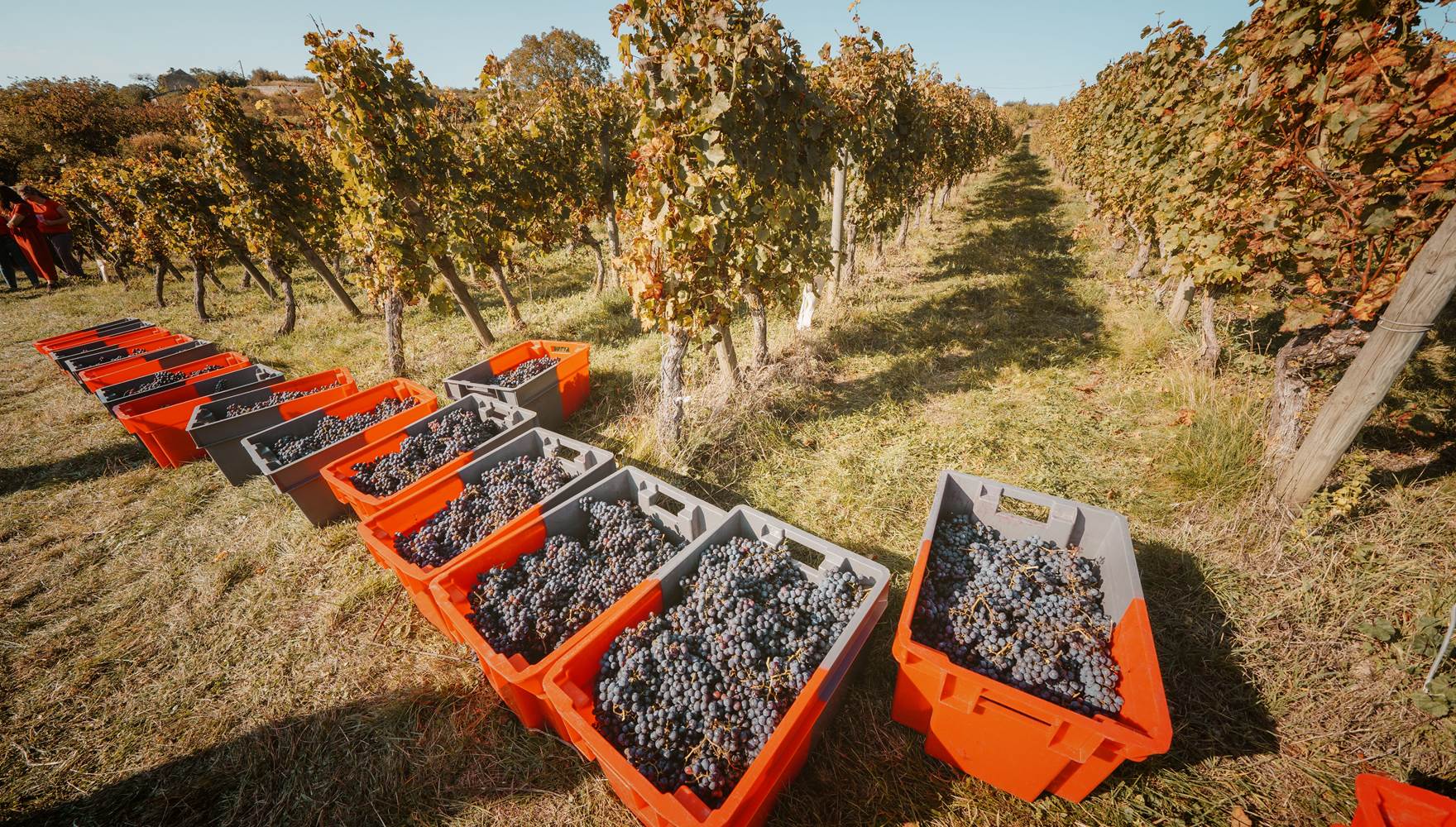 Vendanges en caisses