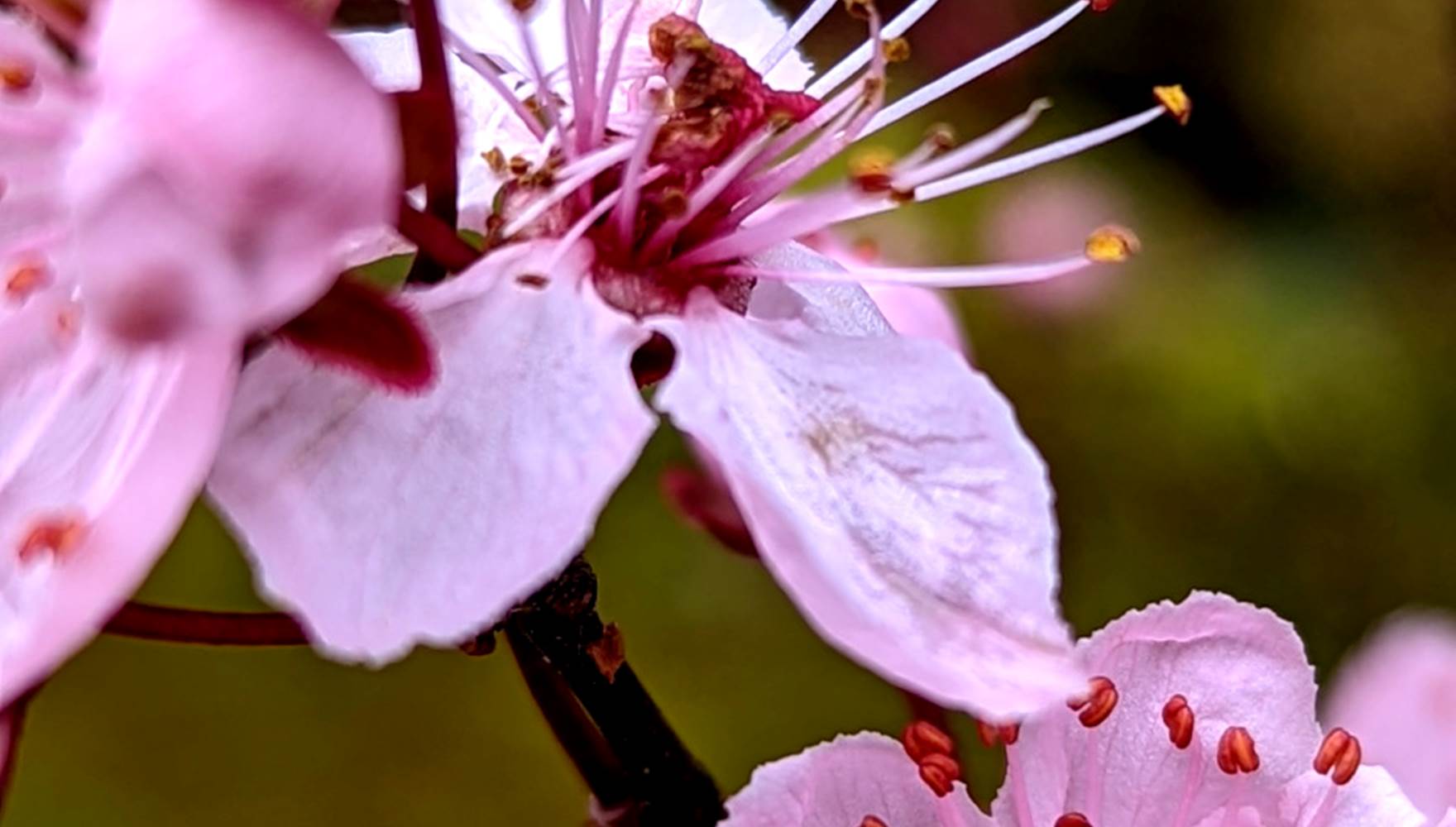 Une saison de fleuraison