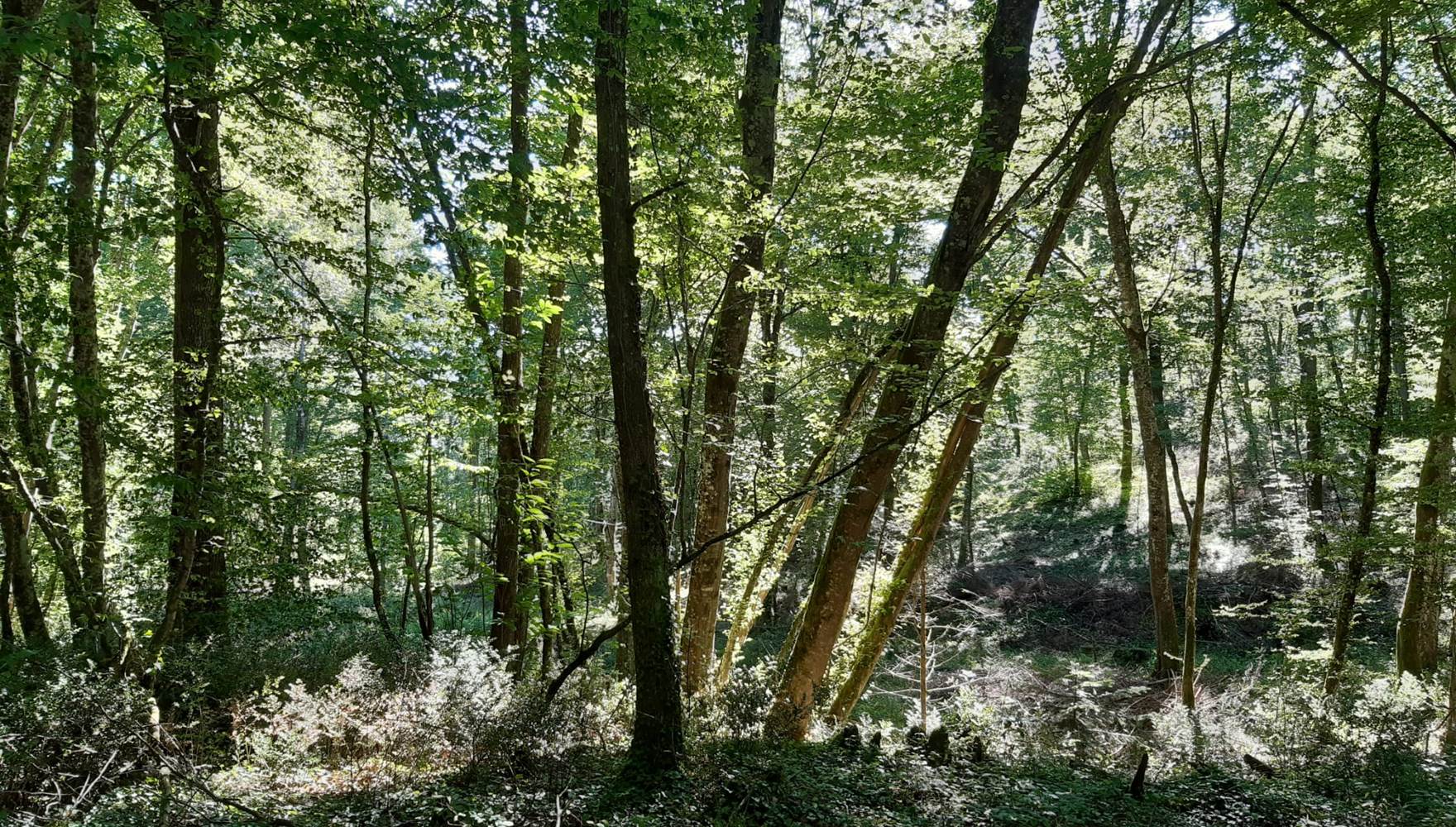 une lumière chaleureuse entre dans le bois