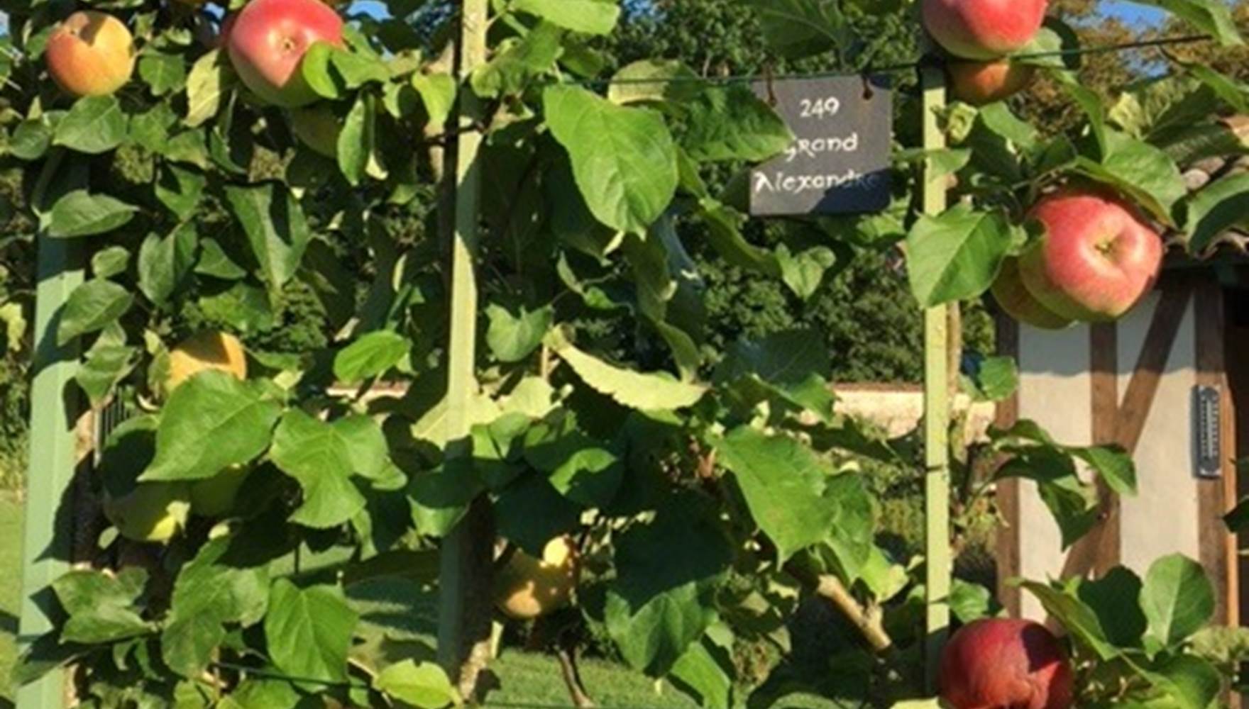 POMMIER ART EN ESPALIER