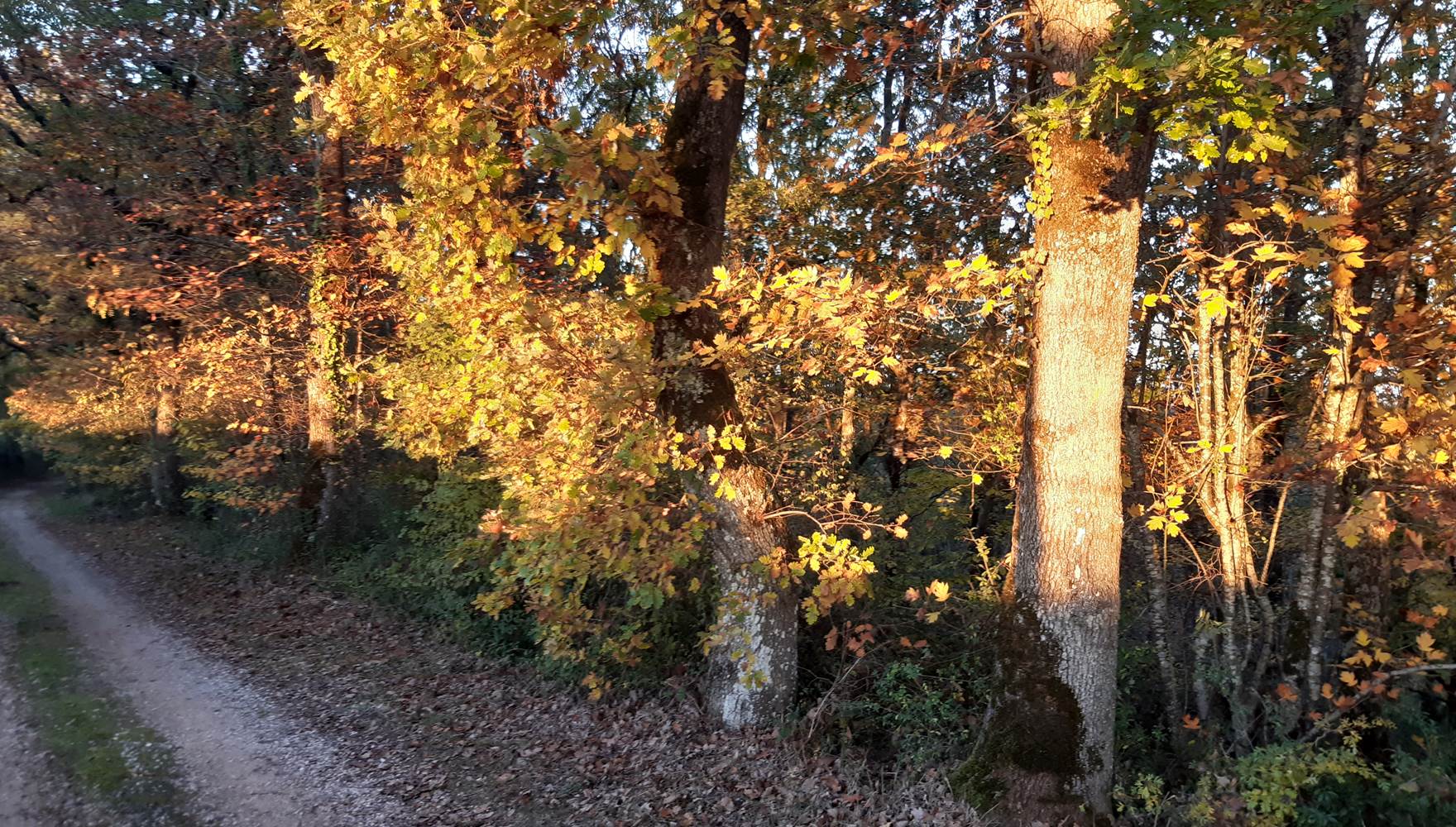 Le soleil se couche sur la forêt