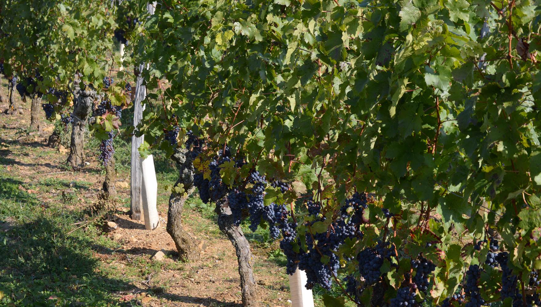 Cep de Cabernet Franc Pierre et Bertrand COULY