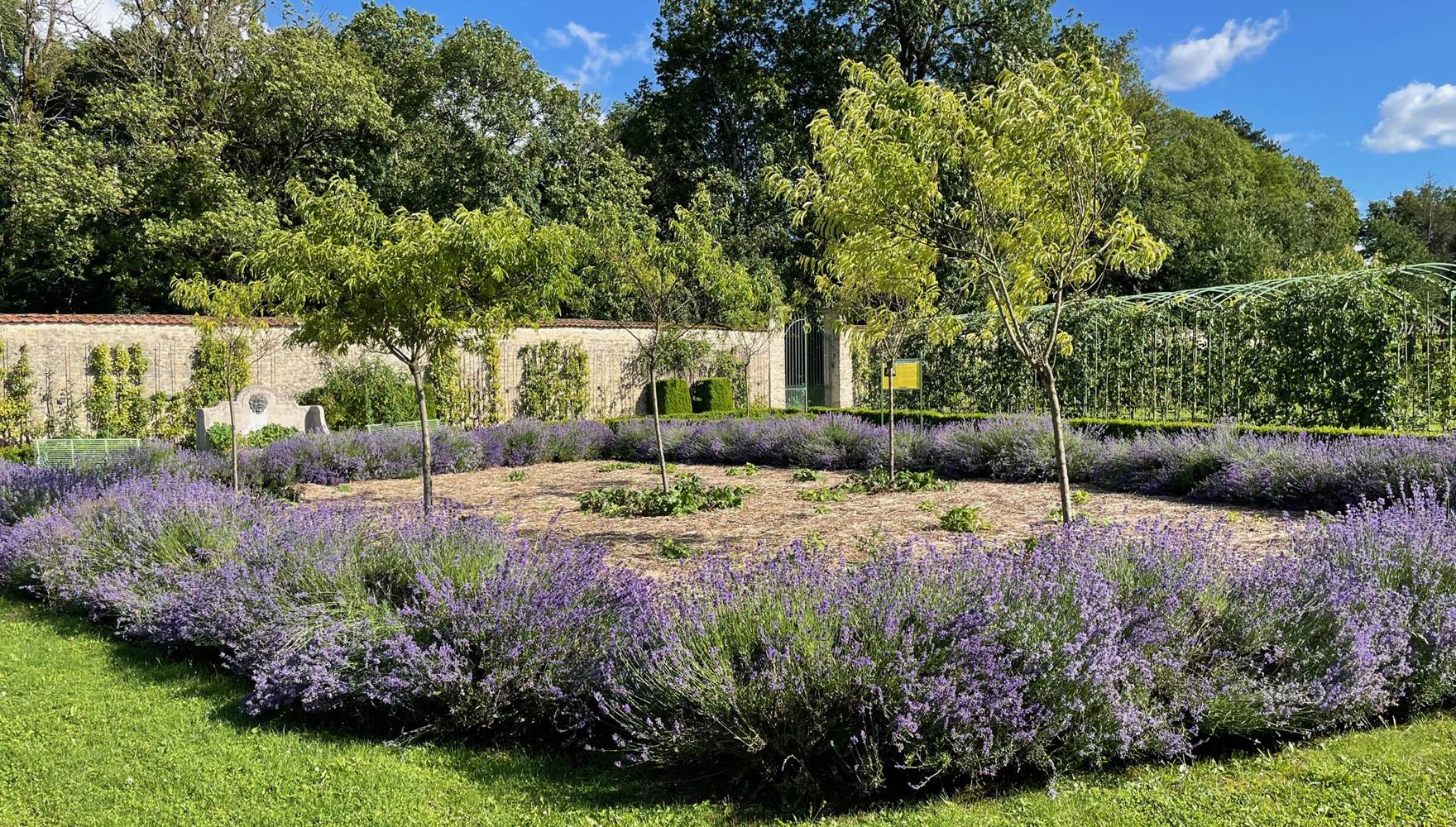 CARRE DES LAVANDES