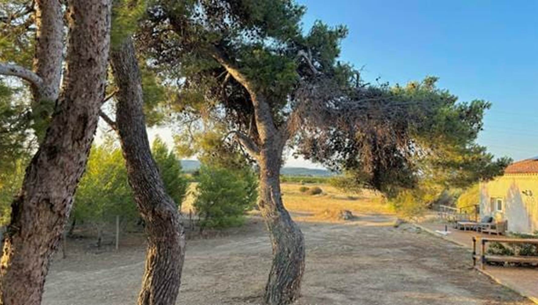 des pins tous autour des gîtes