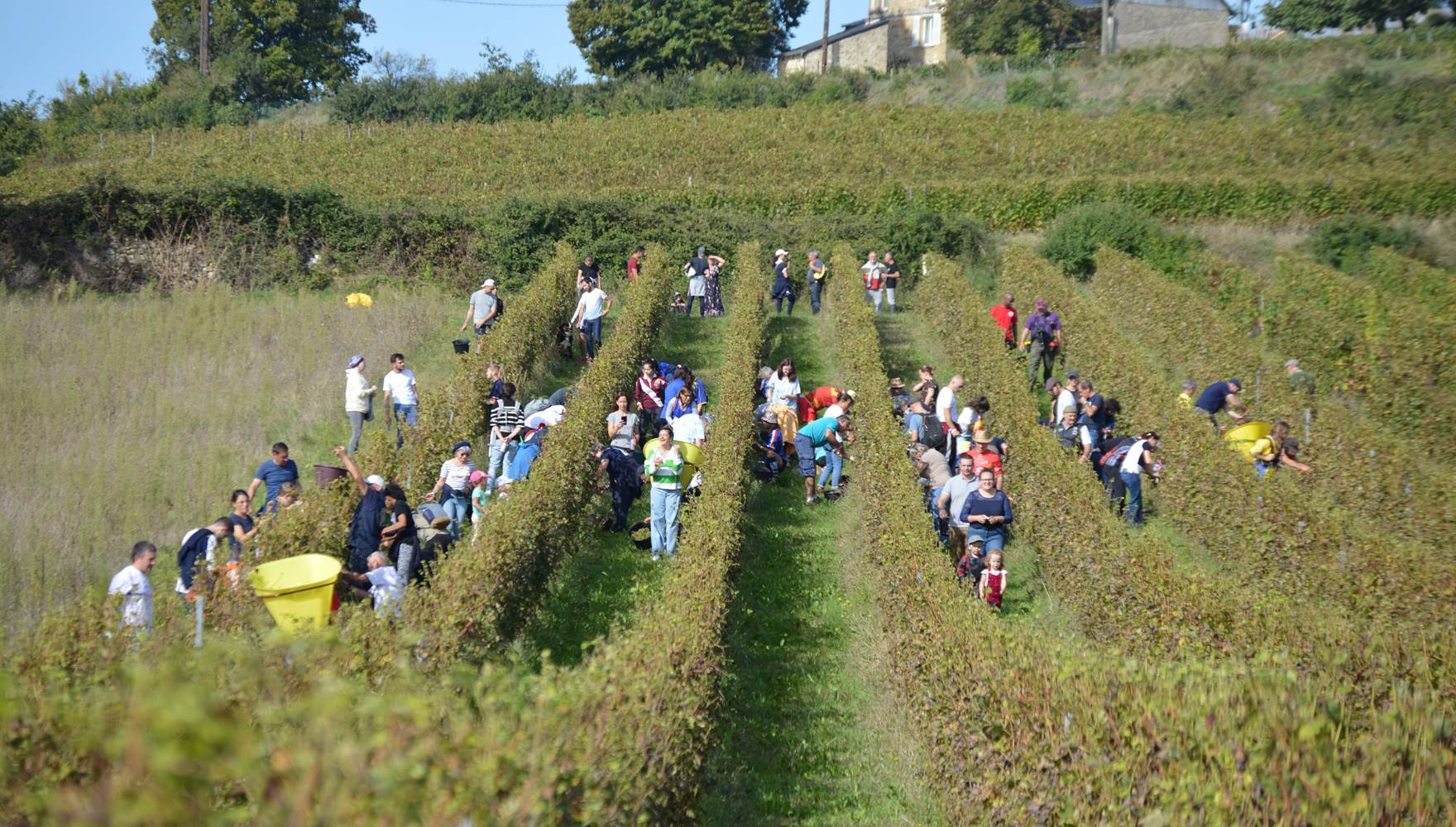 Vendangeurs d'un jour
