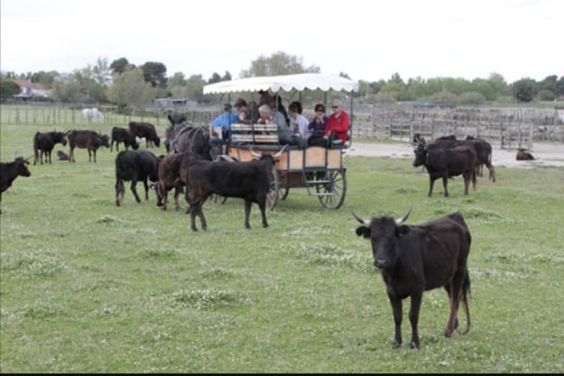 Au coeur du troupeau