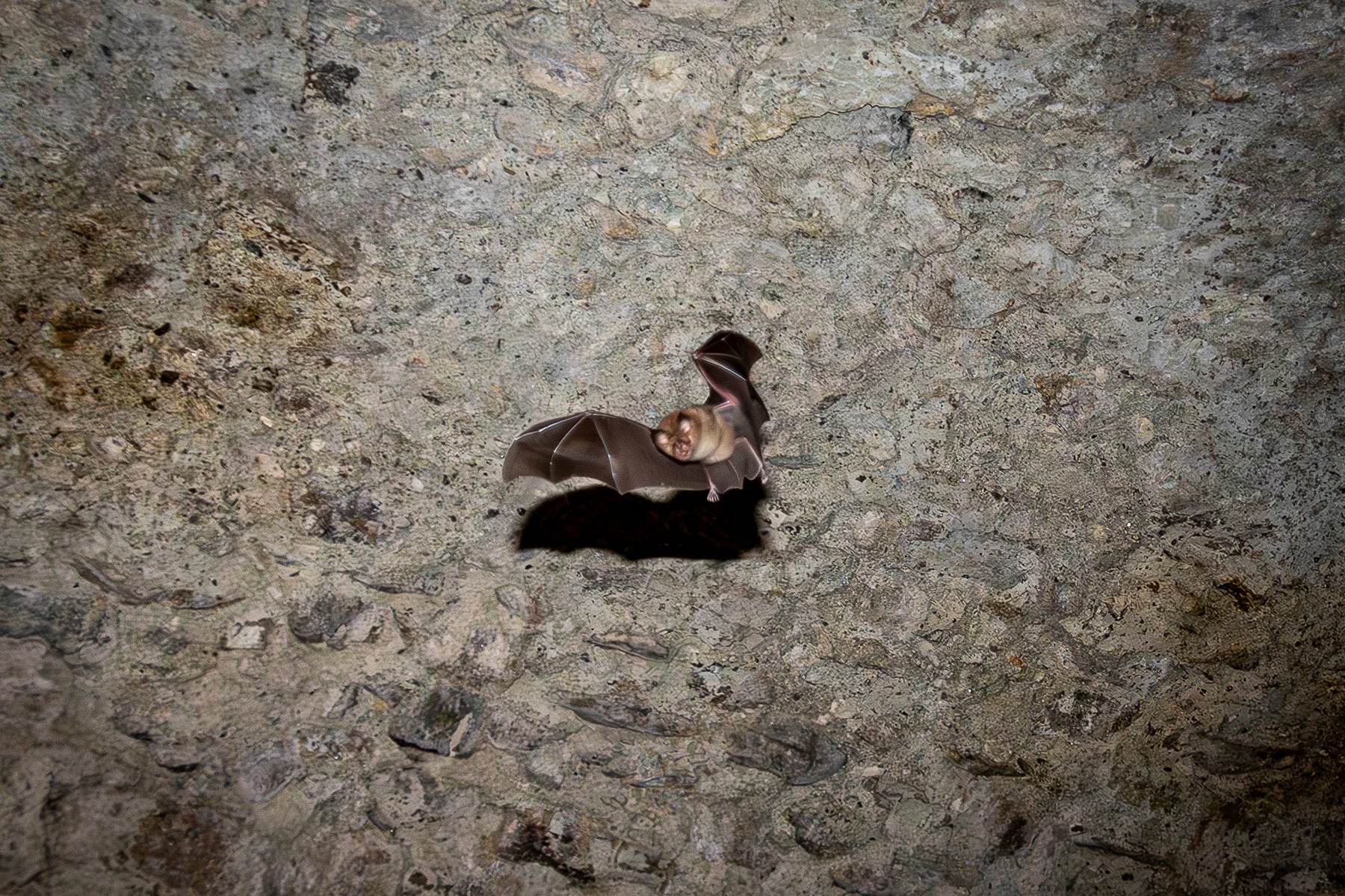 Chauves-souris-vole@PierreLeygonie