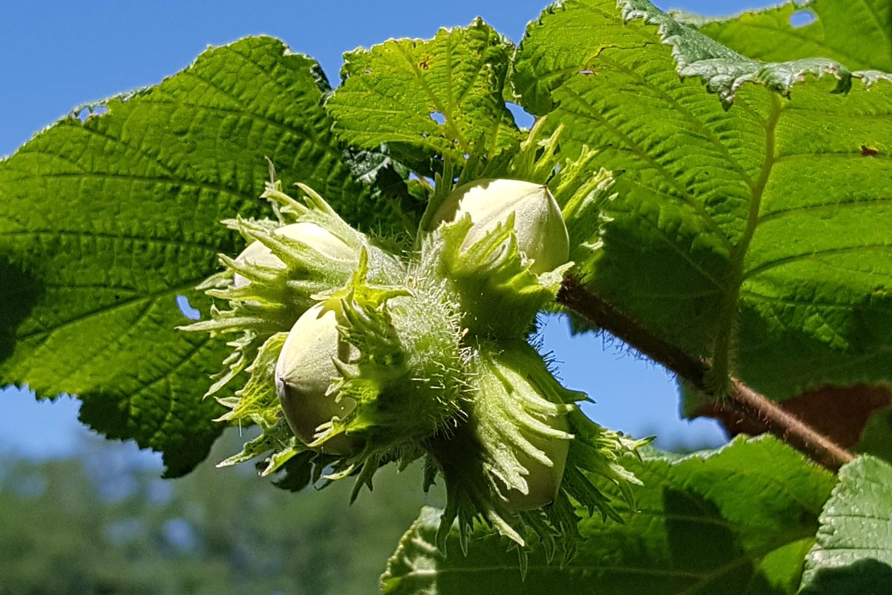 Les noisettes fraîches