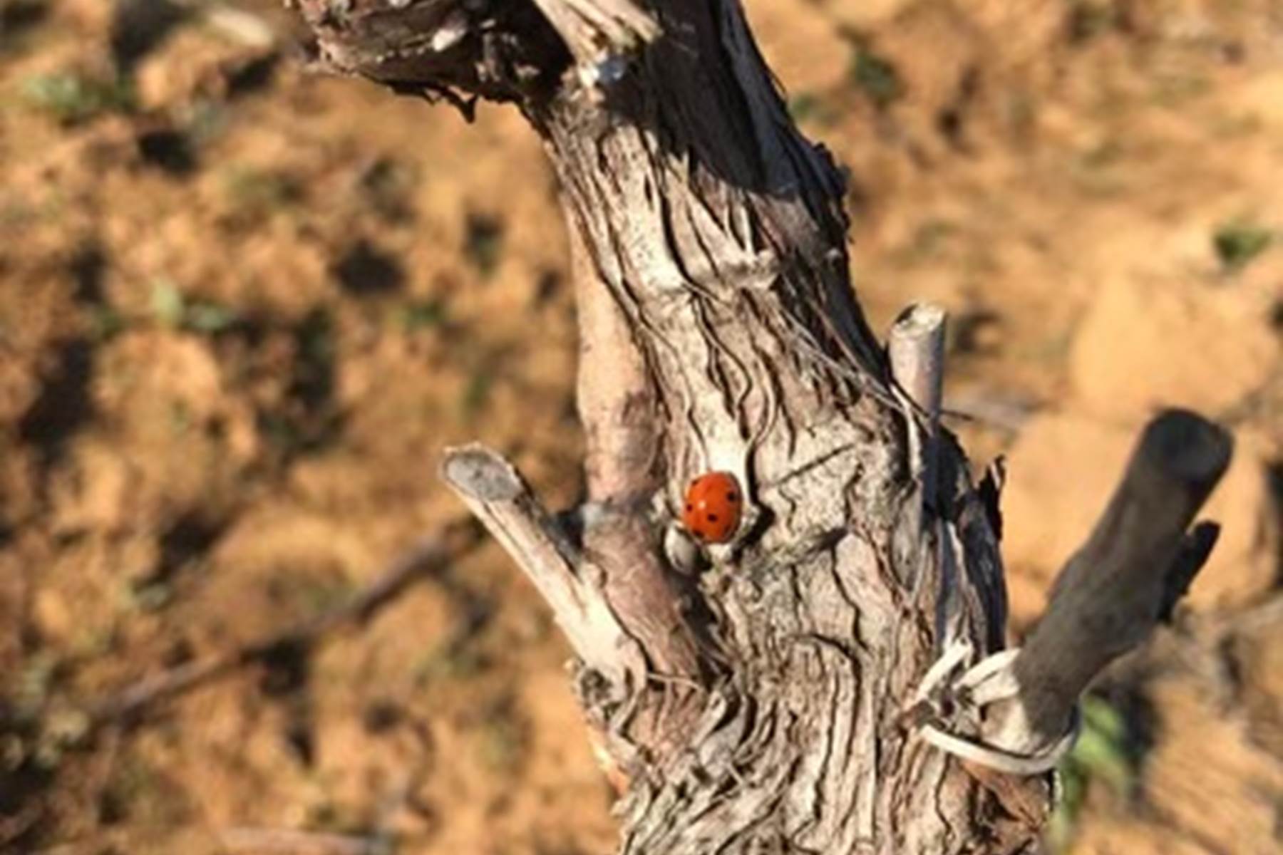 Notre compagne de culture-photo-page