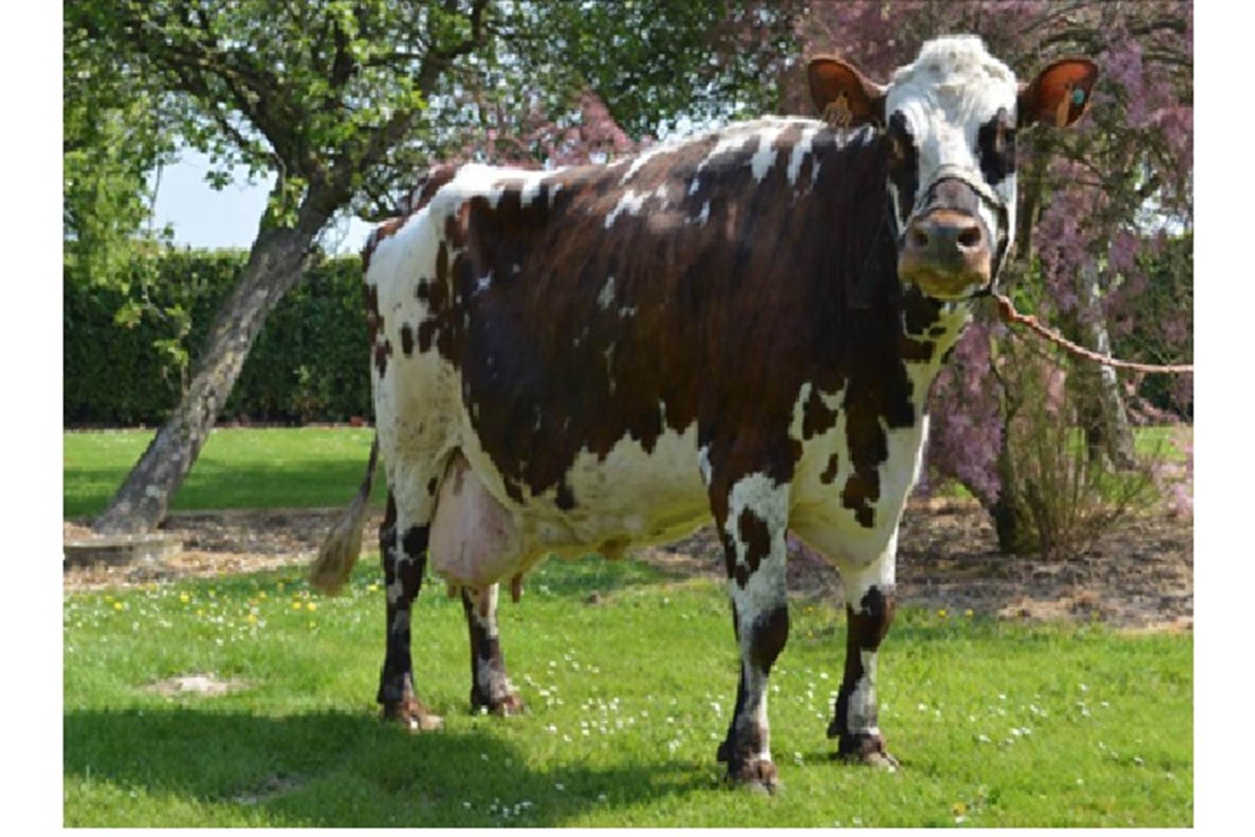 Visite de la Fromagerie avec Tour en Petit Train à la ferme des 5 frères-photo-page
